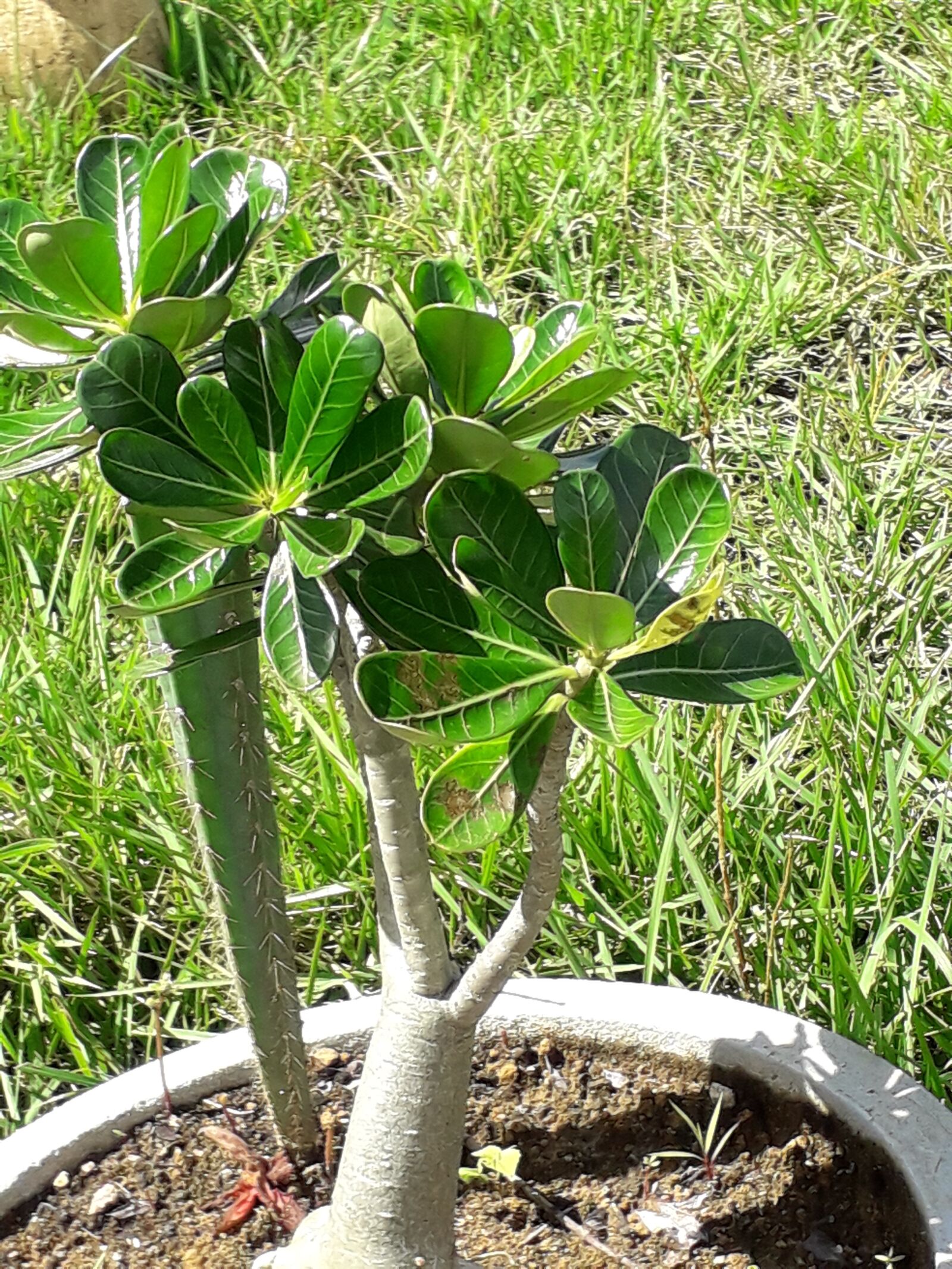 Samsung Galaxy J6 sample photo. Planta, plant, nature photography