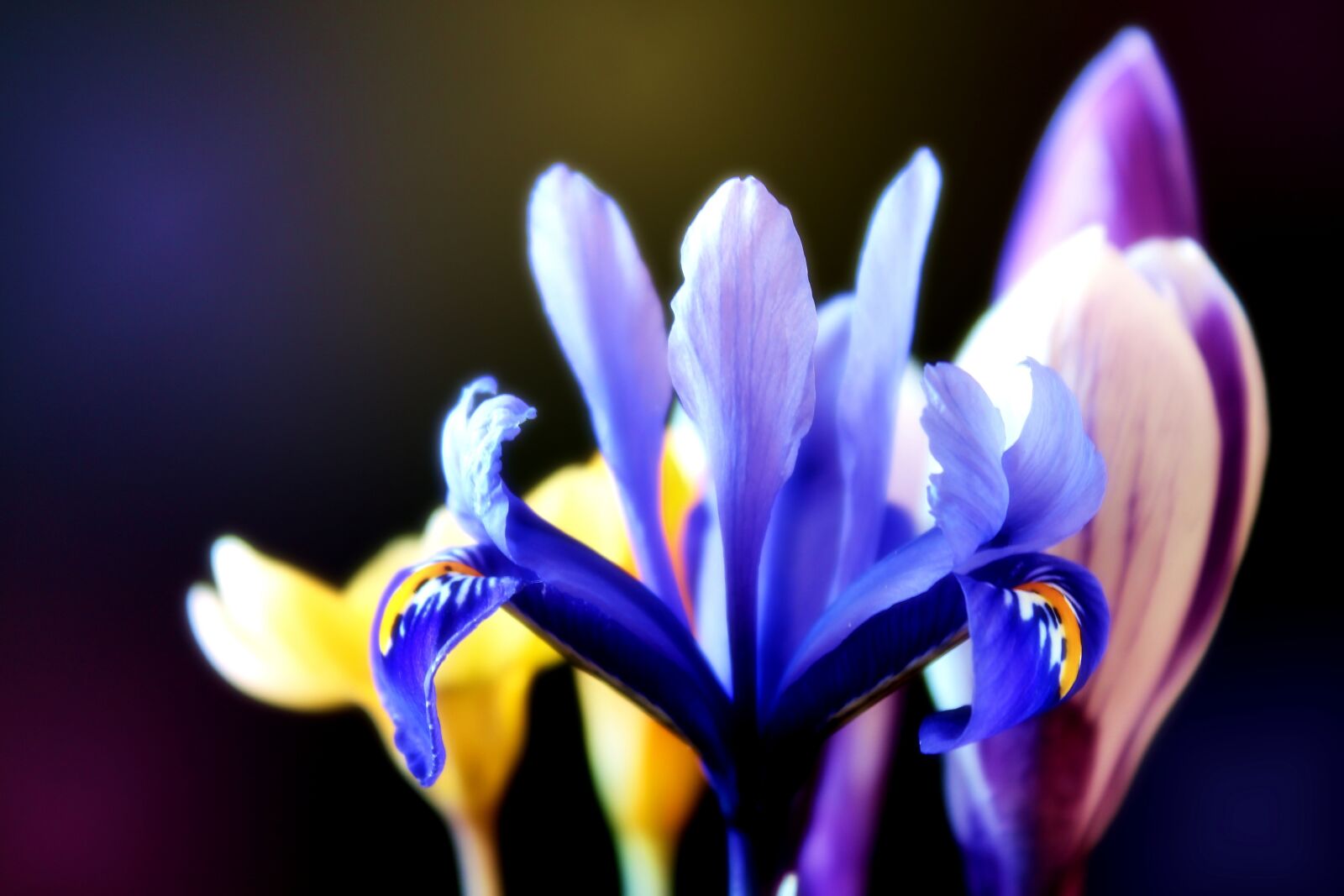Canon EOS 1300D (EOS Rebel T6 / EOS Kiss X80) sample photo. Crocus, lily, spring photography