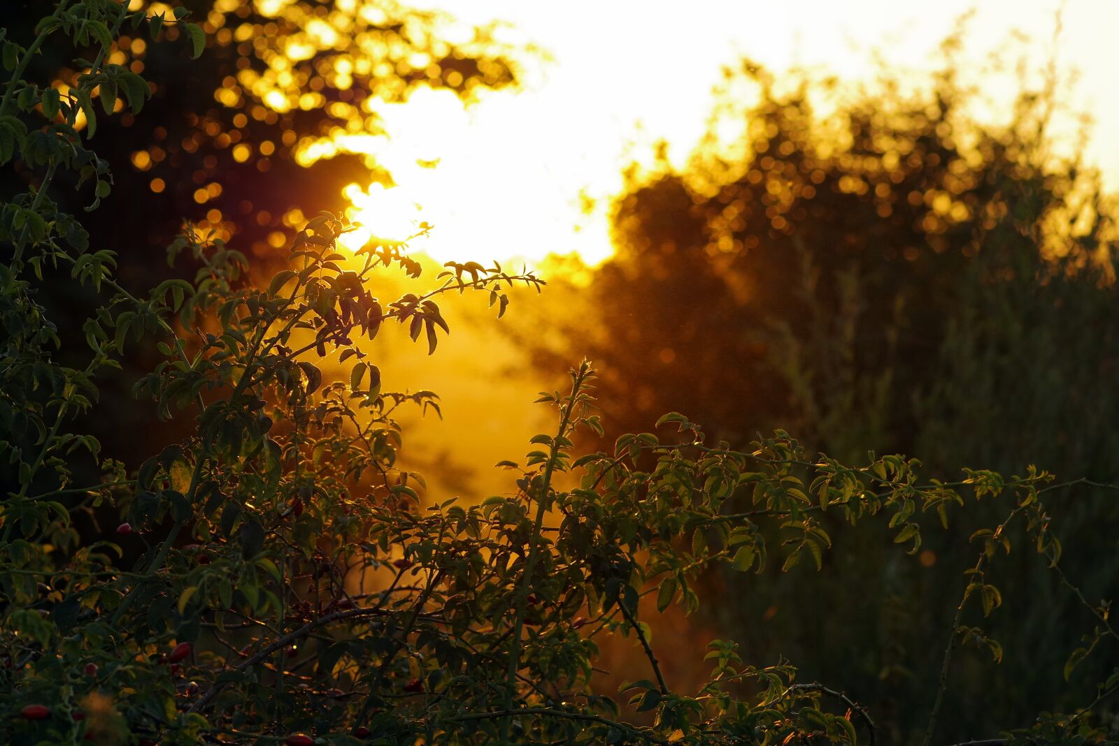 Pentax K-S2 sample photo. Summer, end of the photography