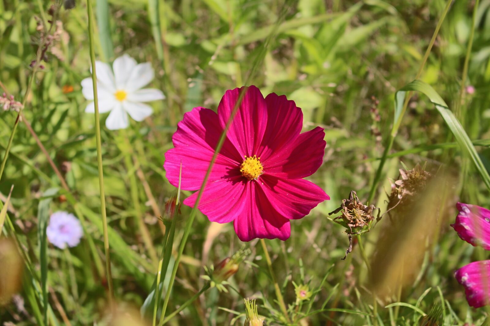 Canon EOS 650D (EOS Rebel T4i / EOS Kiss X6i) sample photo. Flower, pointed flower, grass photography