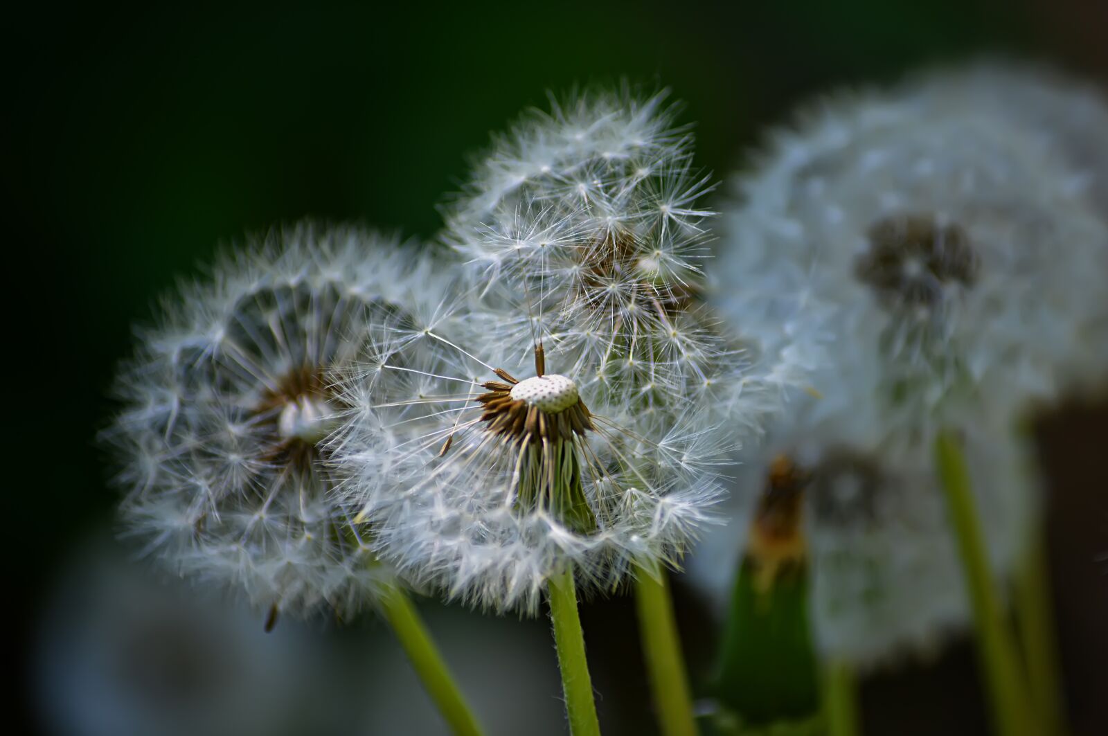Nikon D5200 sample photo. Dandelion, spring, field photography