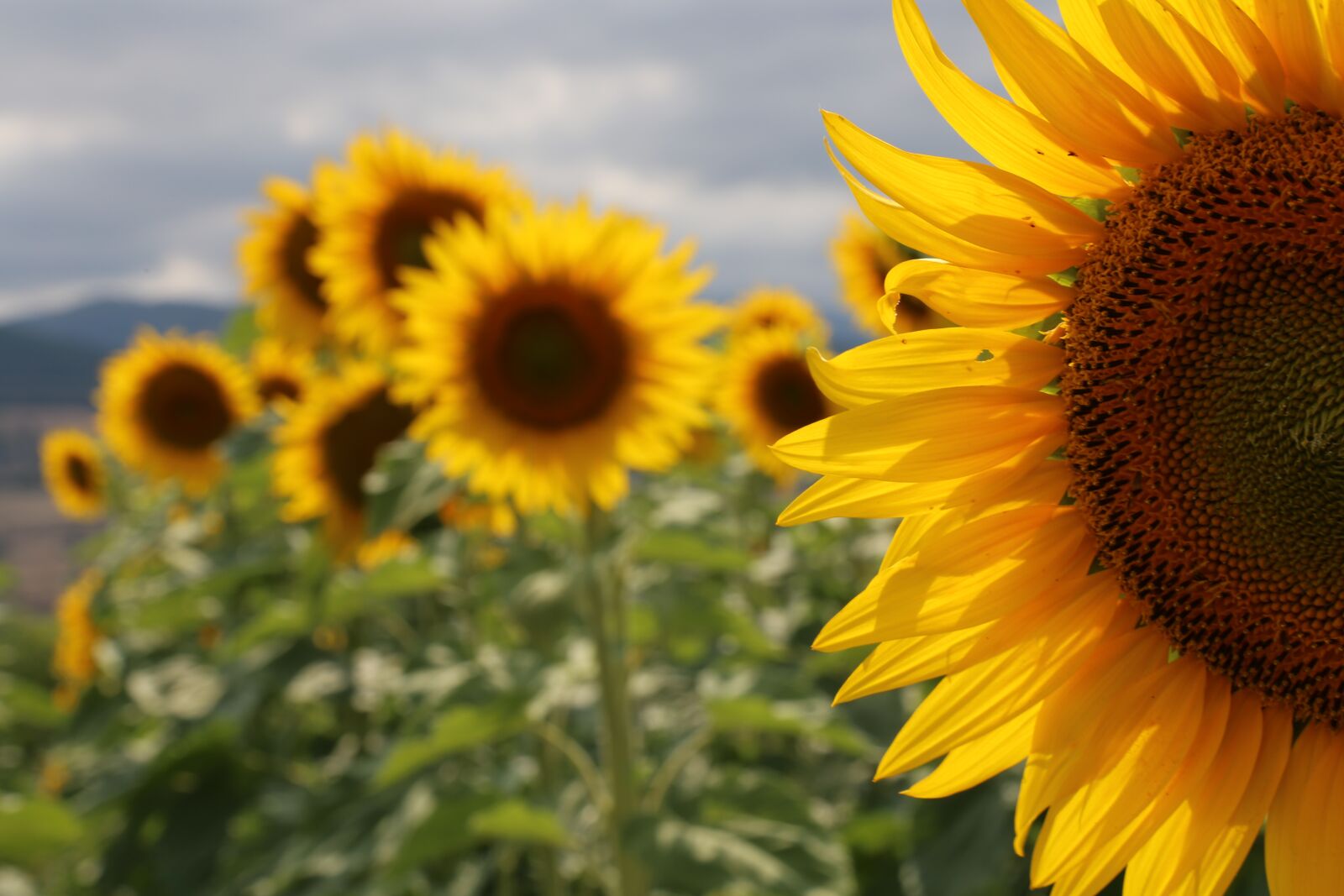 Canon EOS 6D + Canon EF 24-105mm F4L IS USM sample photo. Sunflower, flower, yellow photography