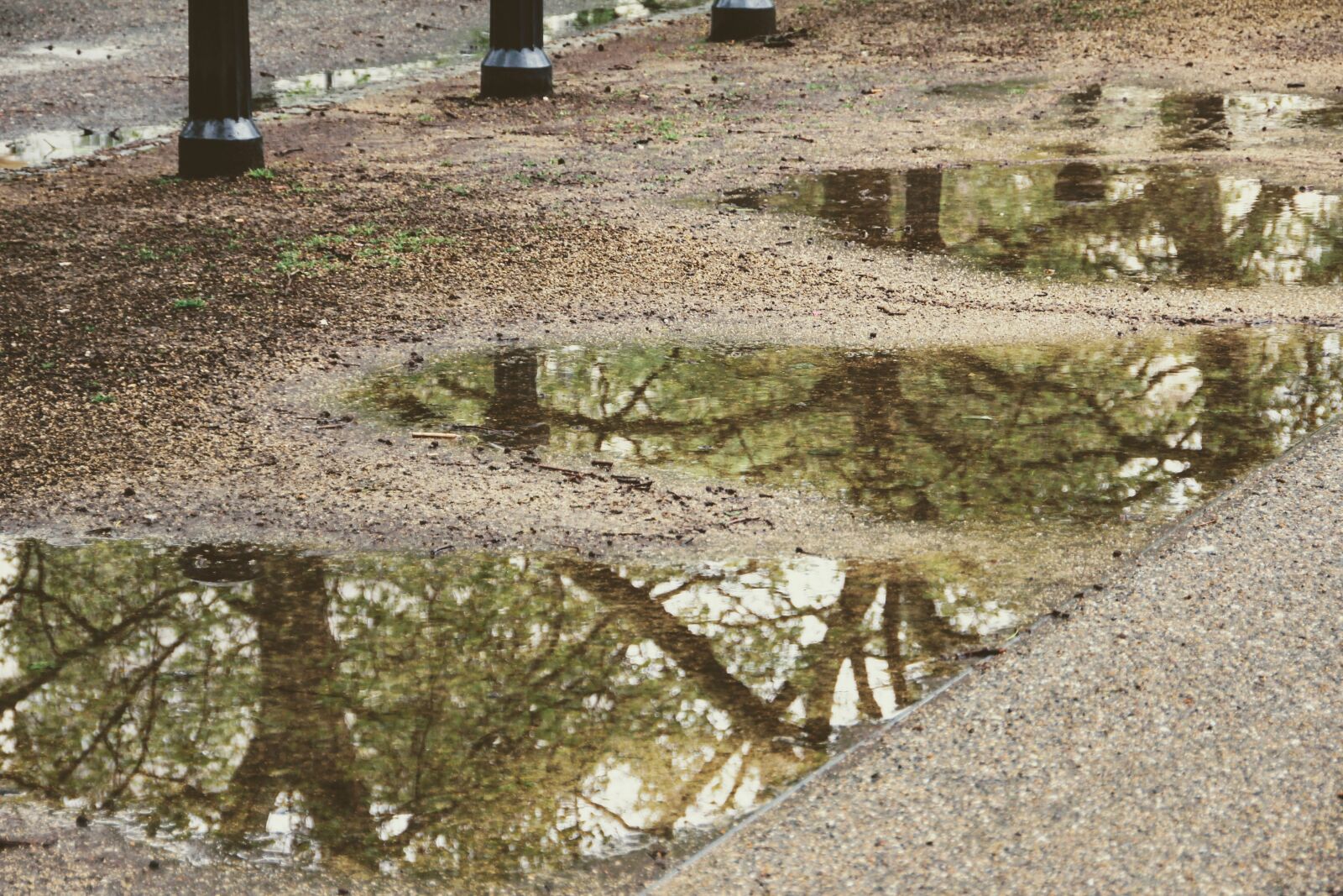 Canon EOS 60D sample photo. Trees, mirroring, puddle photography