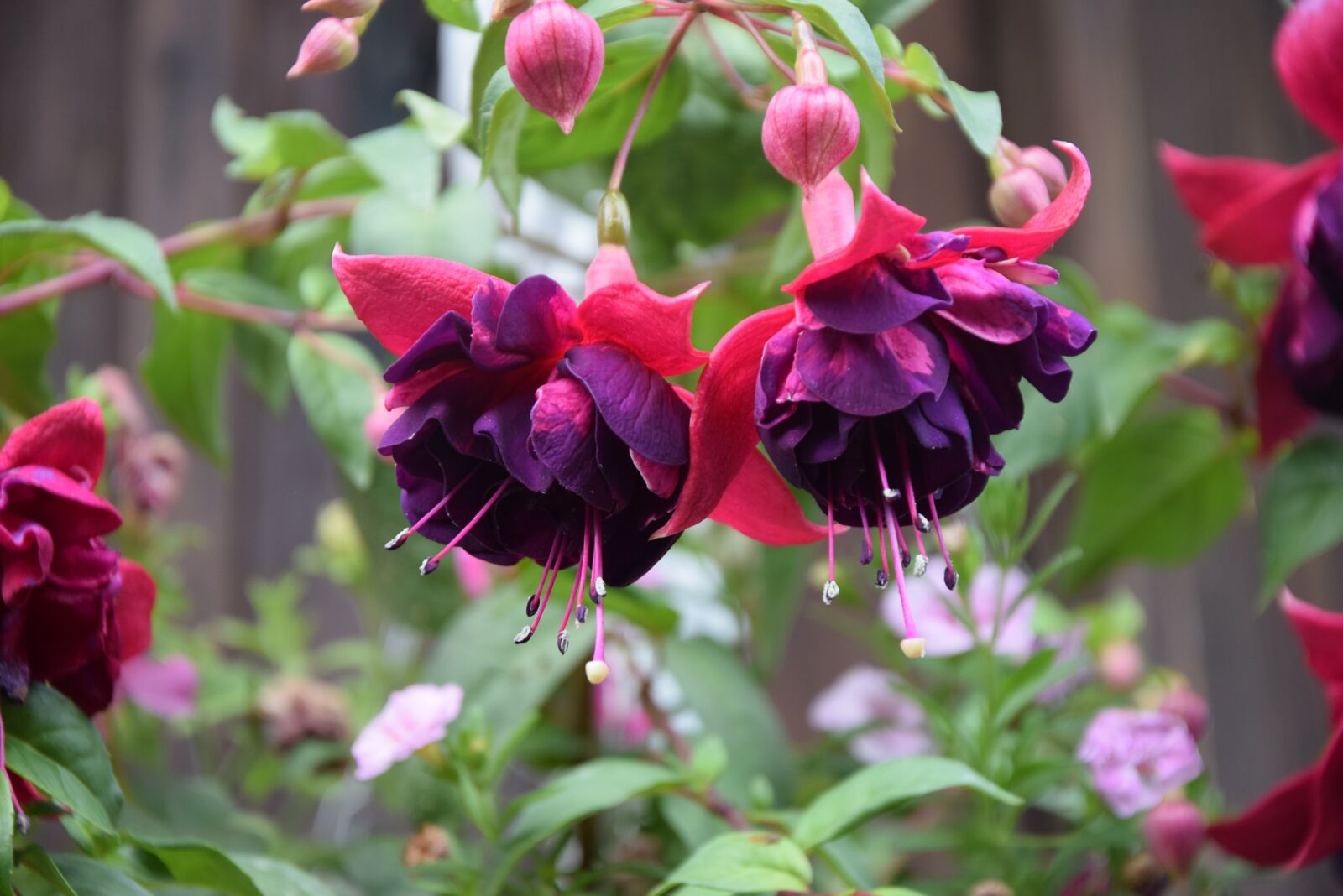 Nikon D3300 sample photo. Fuchsia, flowers, flower photography