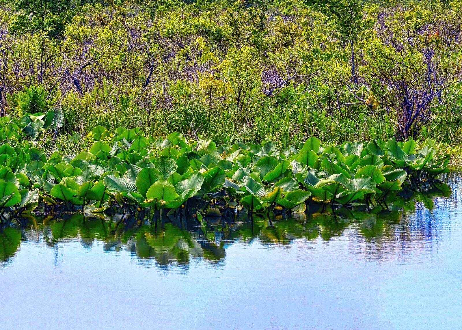 Nikon D3300 sample photo. Swamp, marsh, water photography