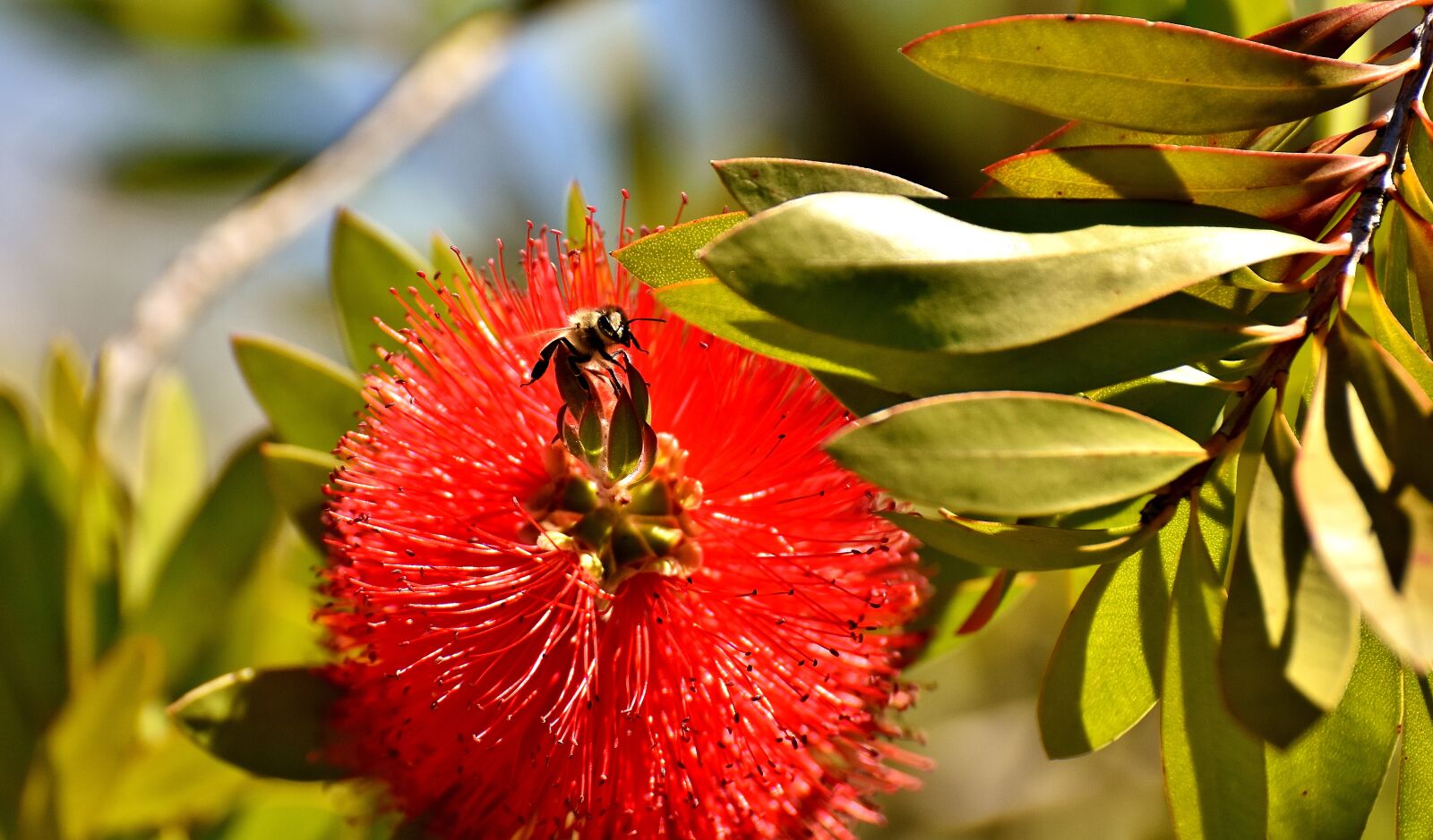 Nikon D7200 sample photo. Lemon bottlebrush, callistemon citrinus photography
