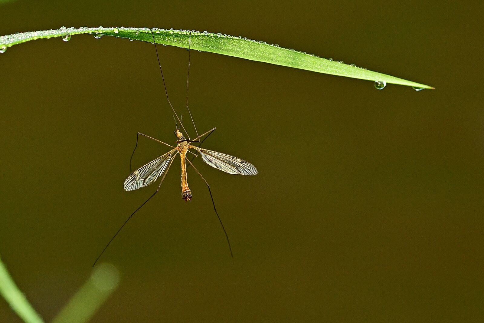 Nikon D5200 sample photo. Insect, kohlschnake, morgentau photography