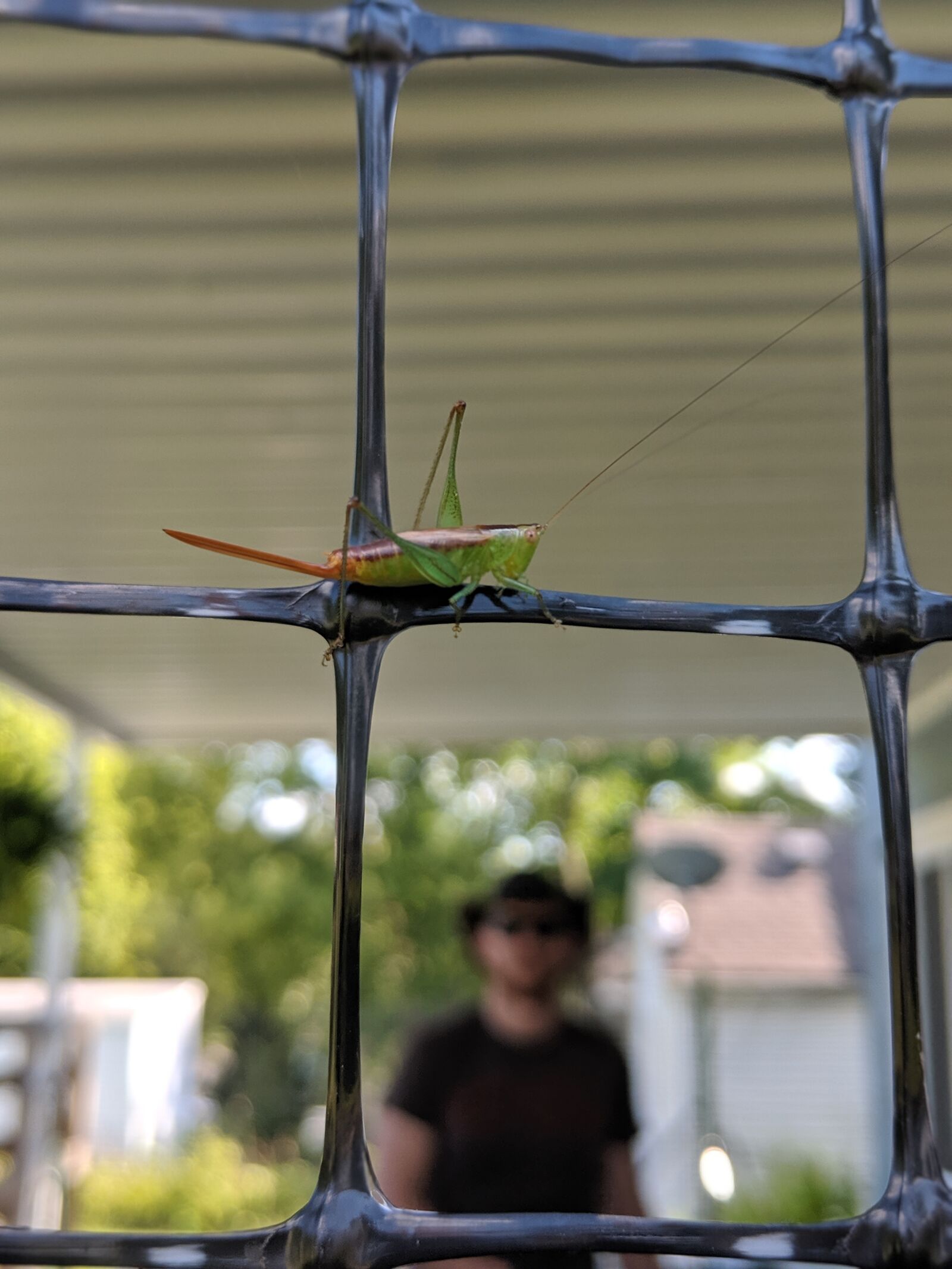 Google Pixel 2 sample photo. Grasshopper, pest, bug photography