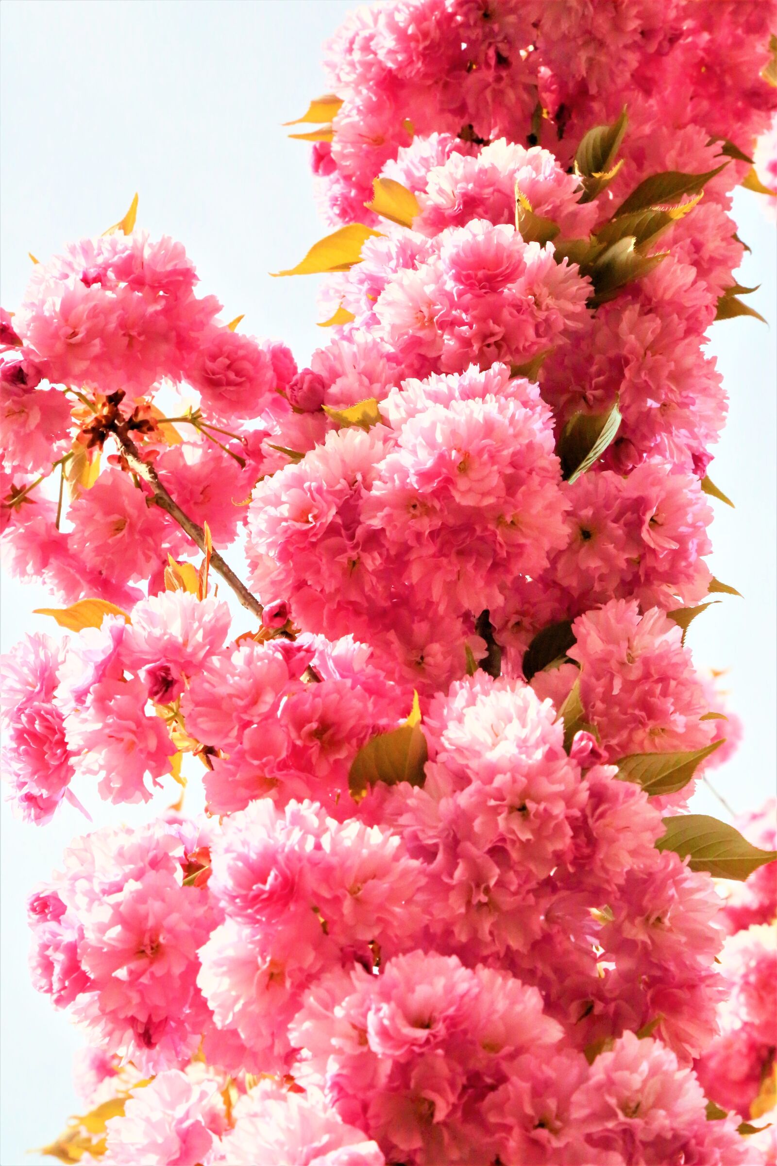 Canon EF 24-105mm F4L IS USM sample photo. Flowers, japanese cherry, spring photography