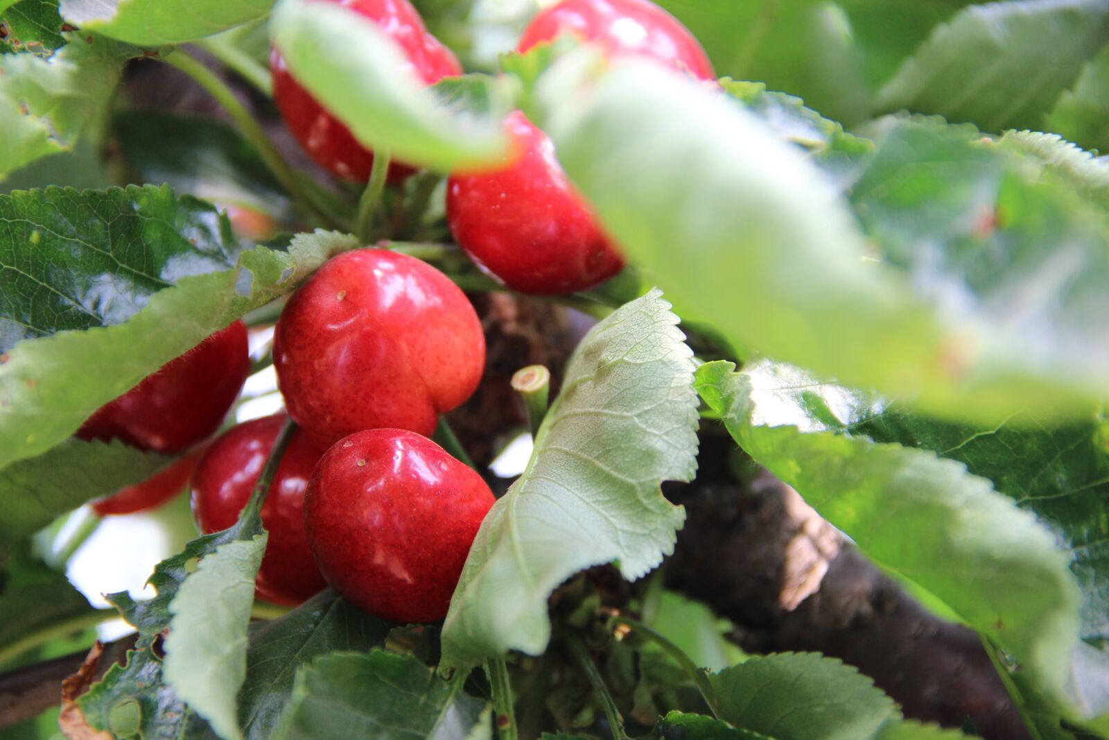 Canon EOS 600D (Rebel EOS T3i / EOS Kiss X5) sample photo. Fruit, leaf, nature photography