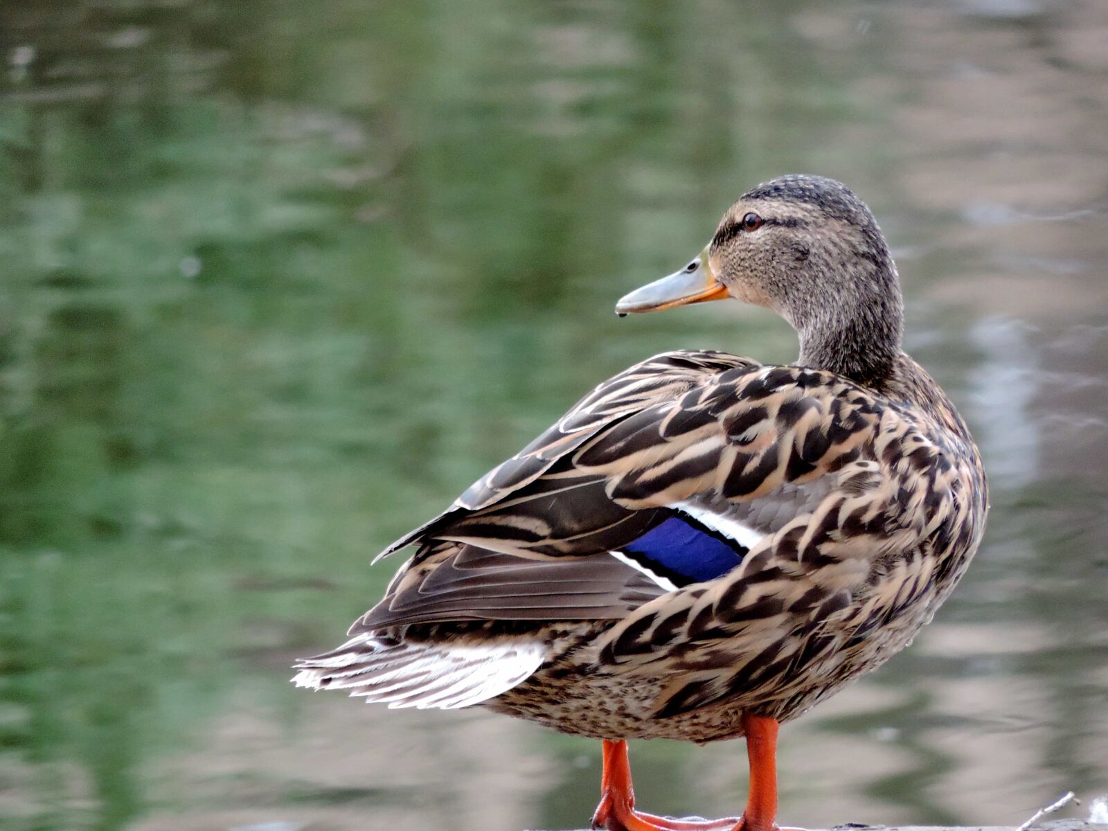 Nikon Coolpix P520 sample photo. Avian, duck, ecology, ornithology photography
