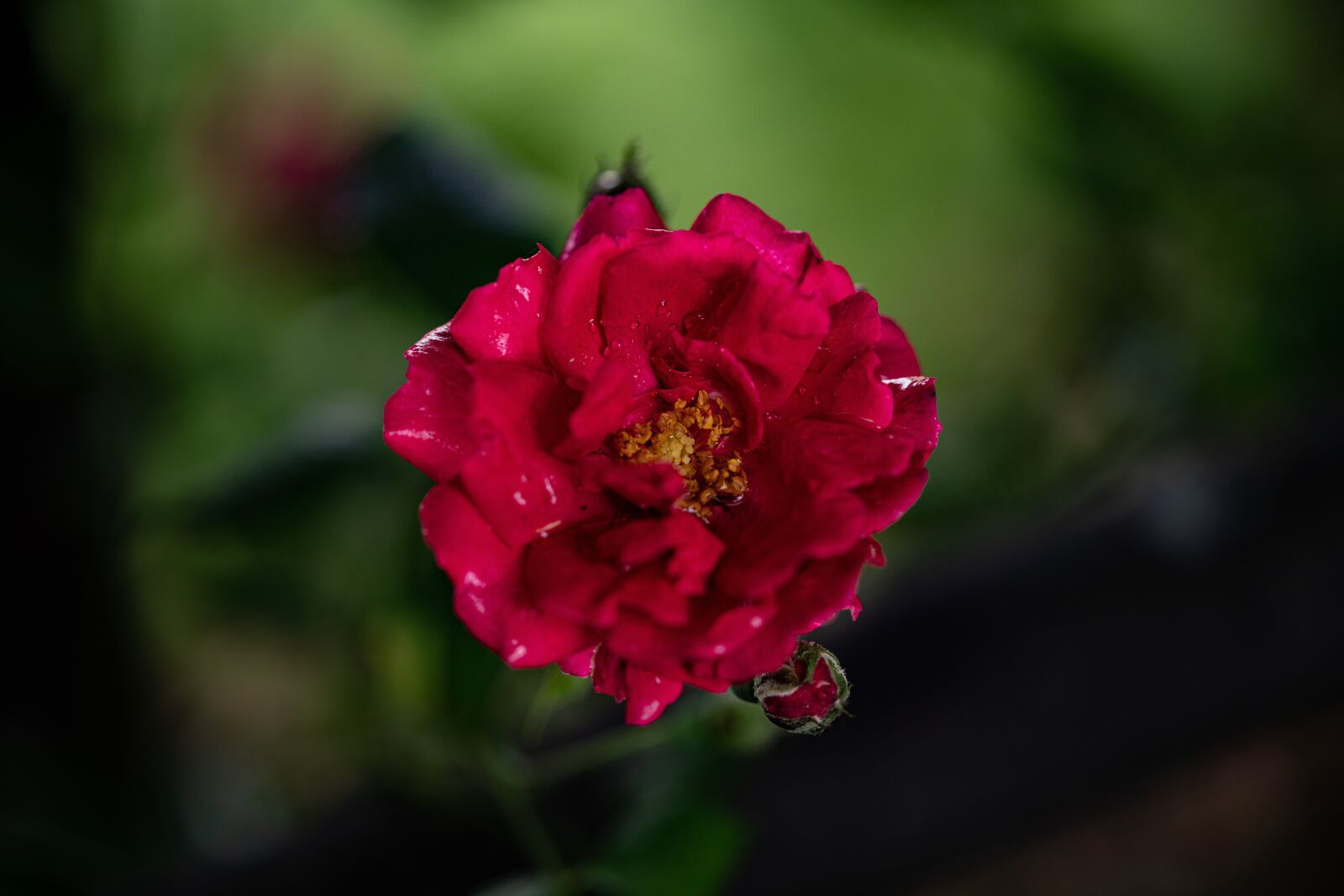 Sony a99 II sample photo. Charming, rose, rain photography