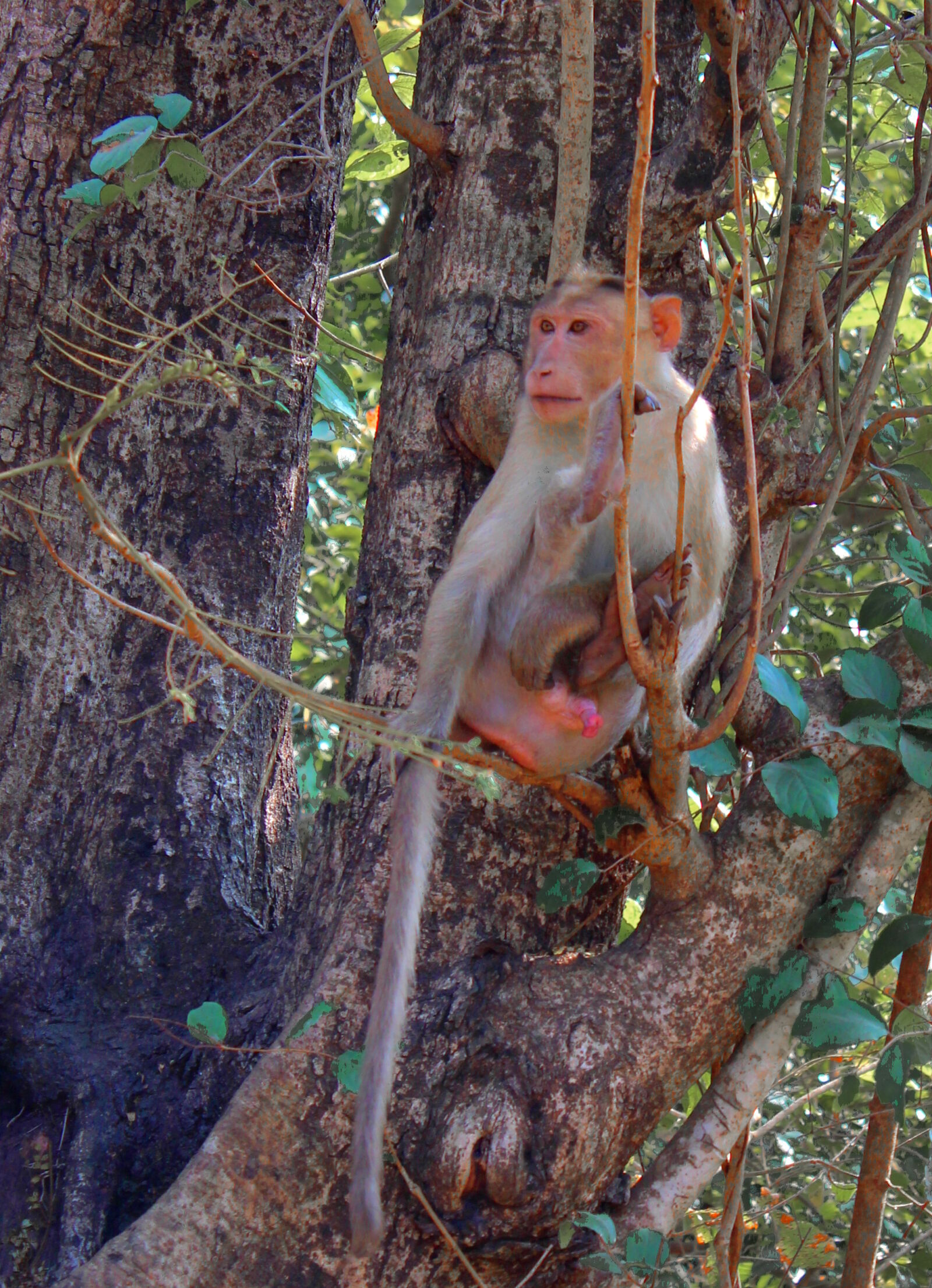 Canon EOS 1200D (EOS Rebel T5 / EOS Kiss X70 / EOS Hi) sample photo. Animal, monkey, nature photography