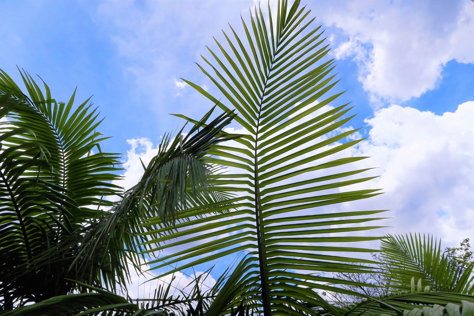 Canon PowerShot G7 X sample photo. Palm, tropical, exotic photography