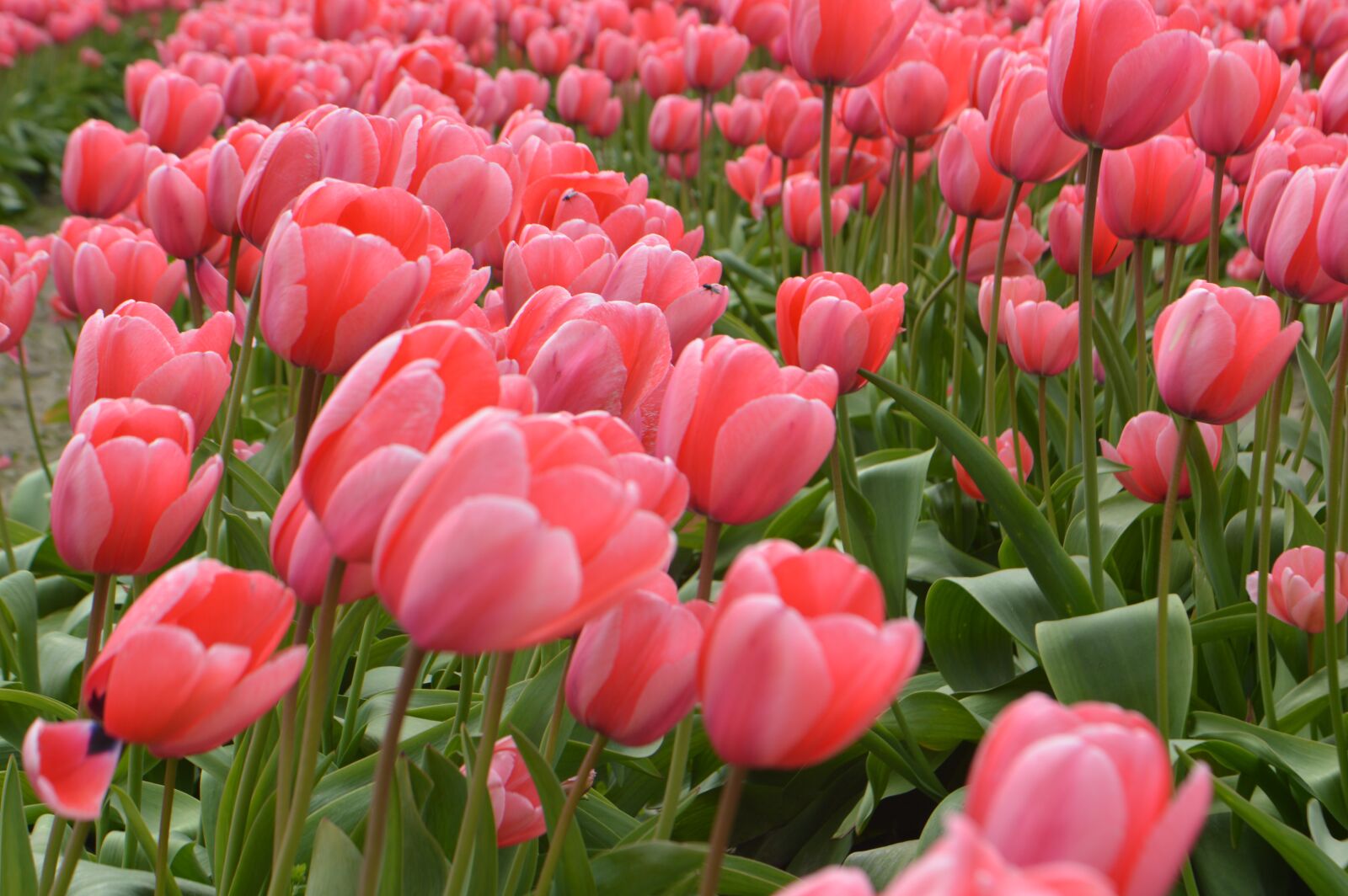 Nikon D3200 sample photo. Tulips, flower of tulip photography