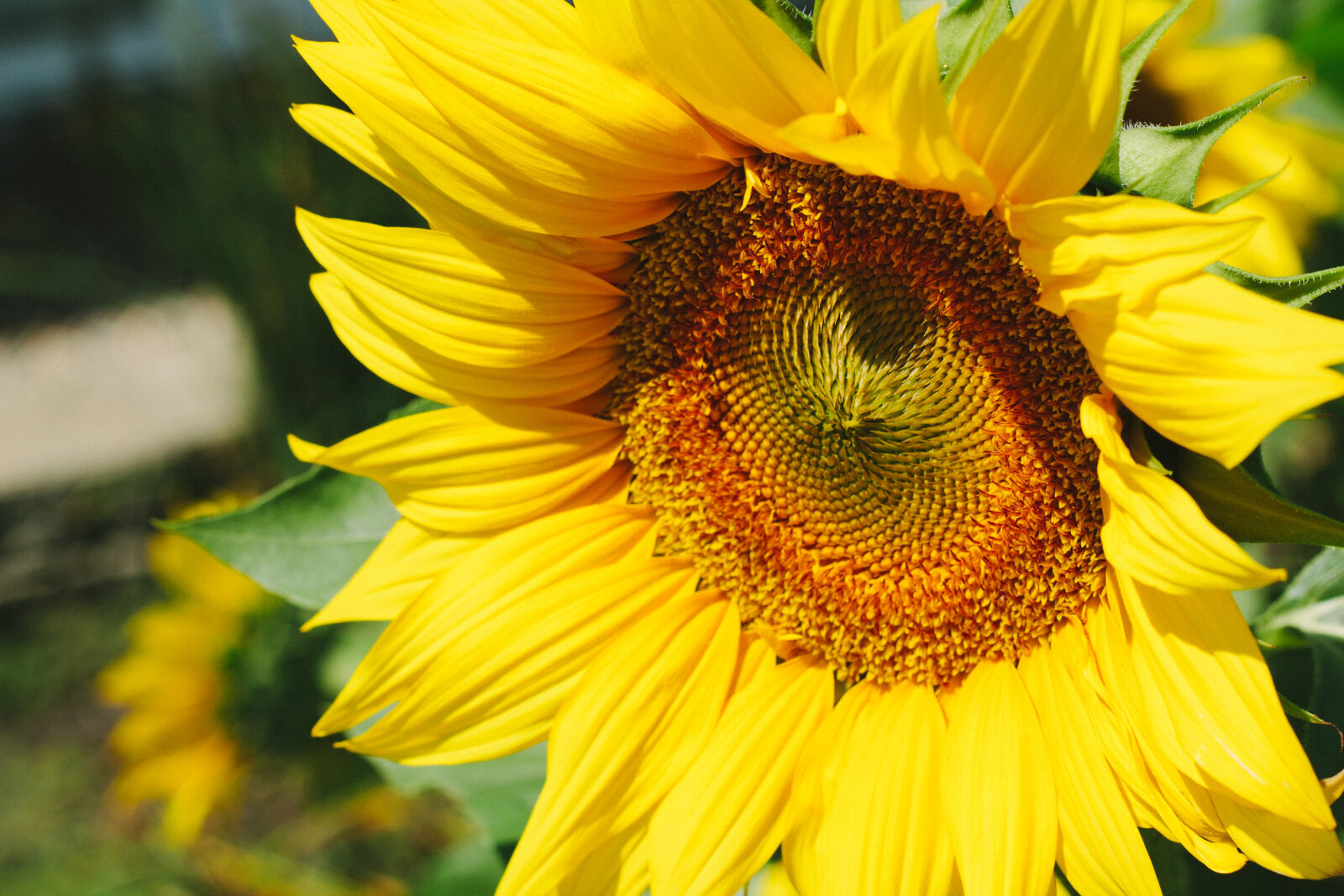Canon EF 50mm F1.8 II sample photo. Bloom, blooming, blossom, blur photography