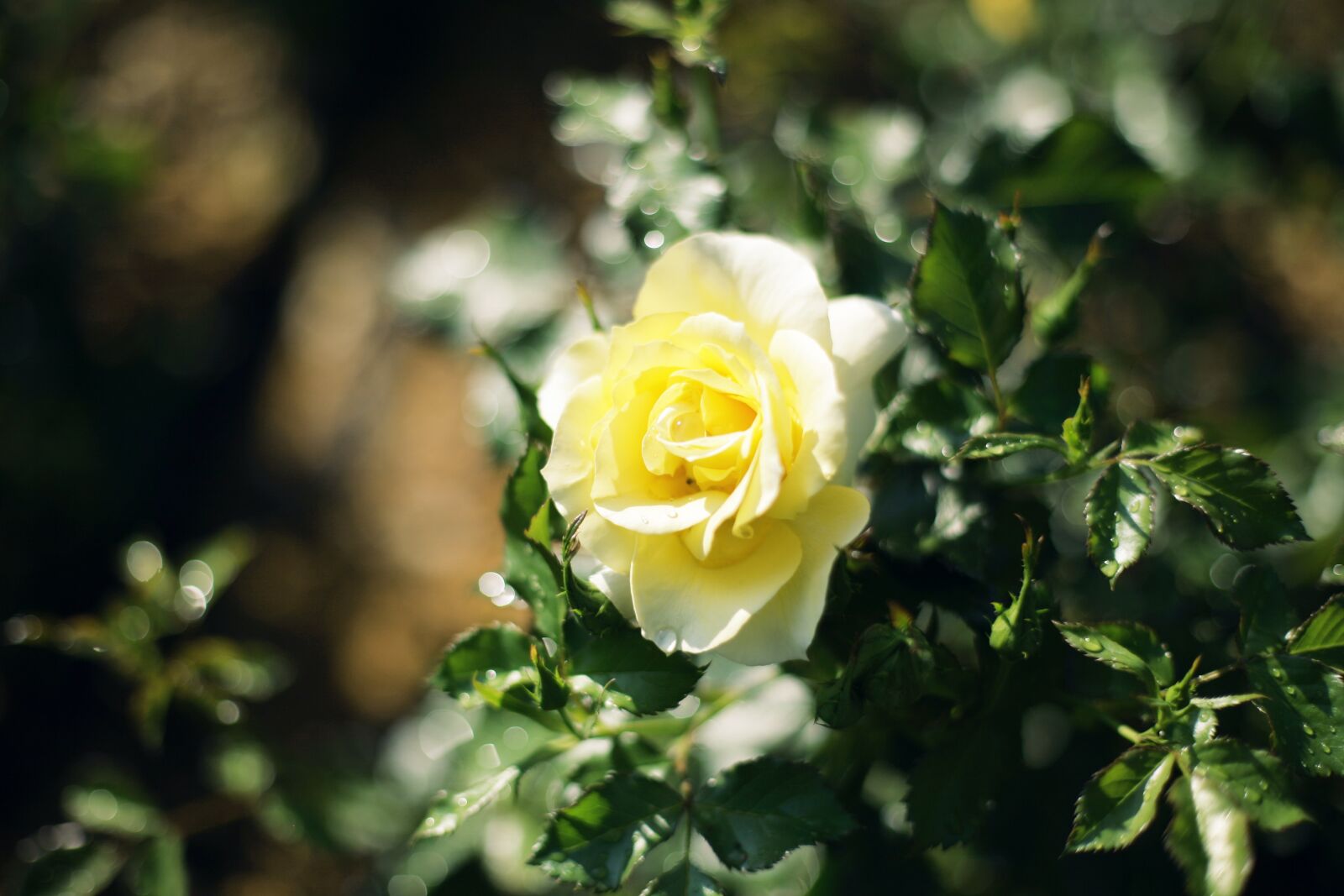 Canon EOS 5D sample photo. Flowers, rose, yellow rose photography