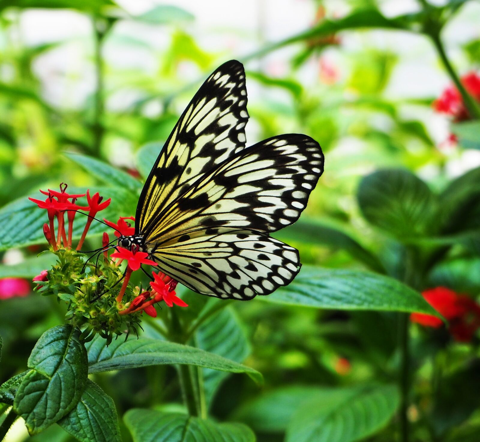 Olympus OM-D E-M10 II sample photo. Butterfly, insect, nature photography