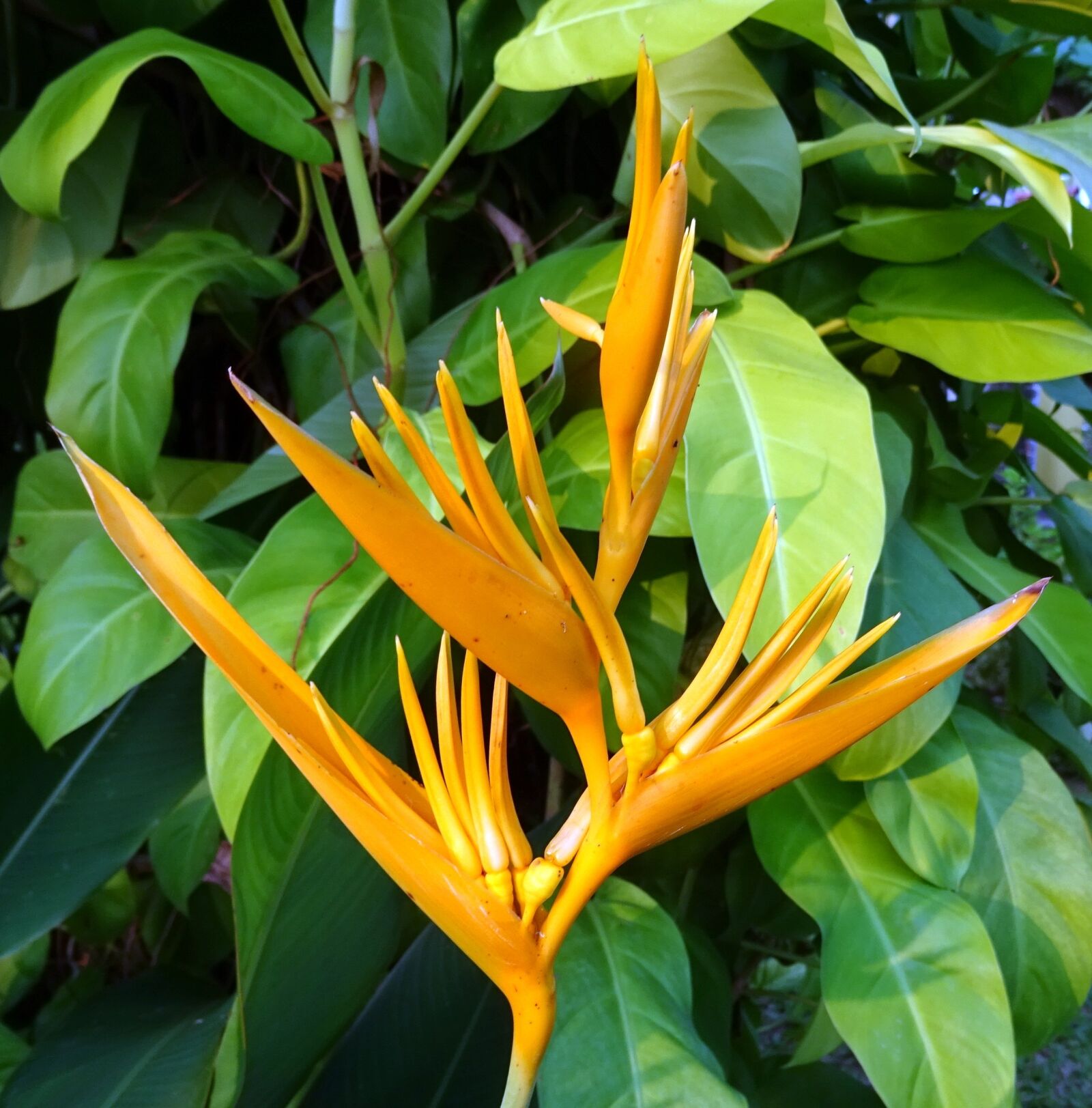 Sony DSC-HX60V sample photo. Flower, heliconia, heliconia golden photography