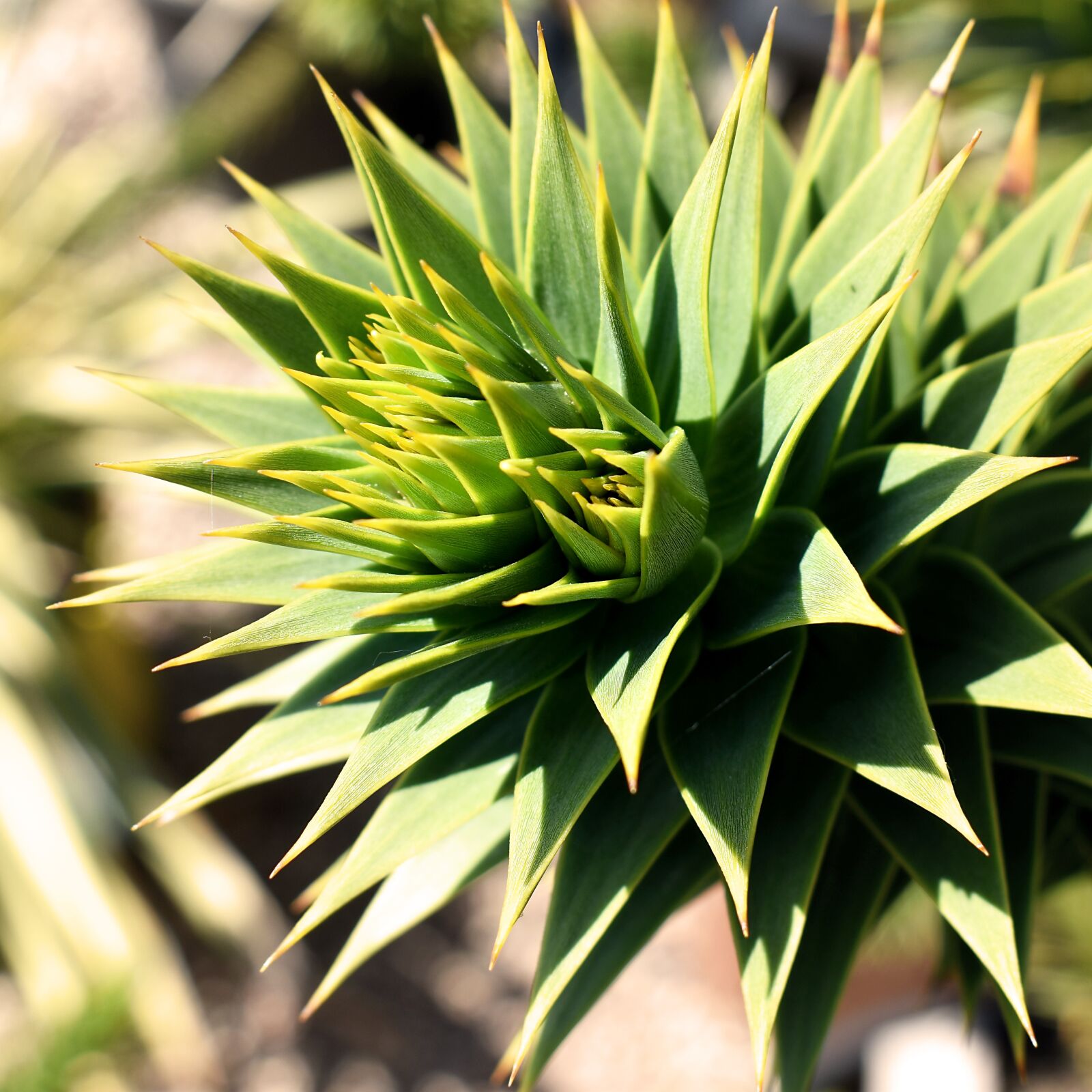 Nikon D3500 sample photo. Close up, plants, green photography