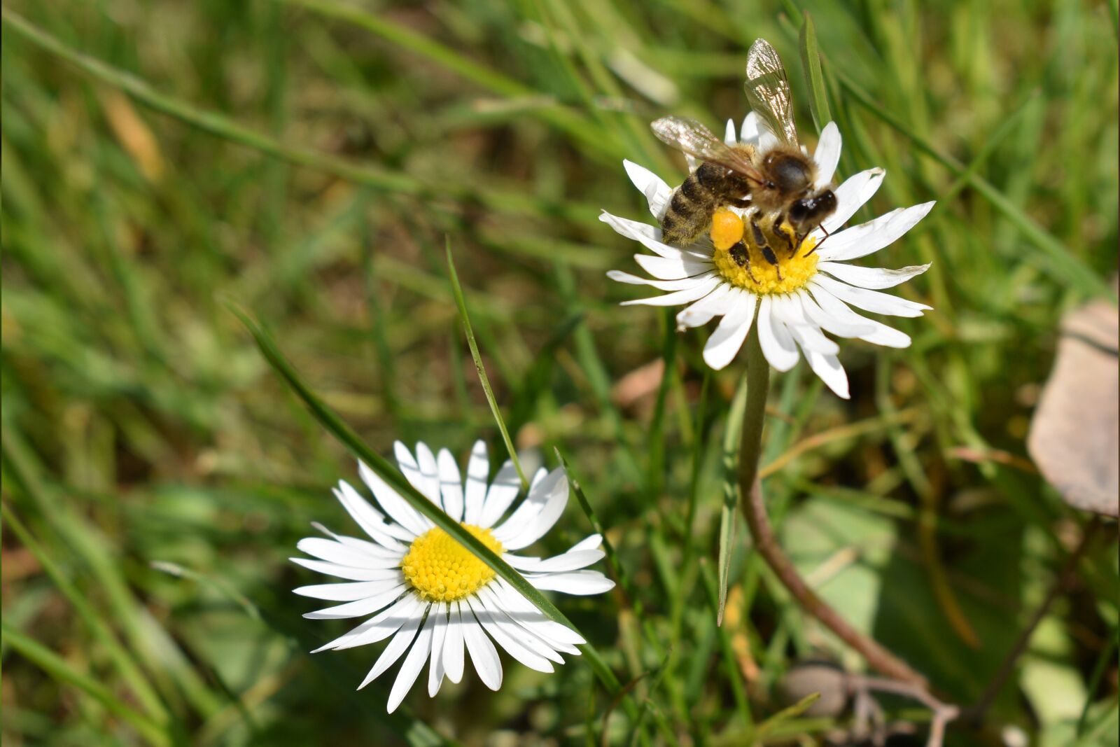 Nikon D5600 sample photo. Bee, flower, pollination photography