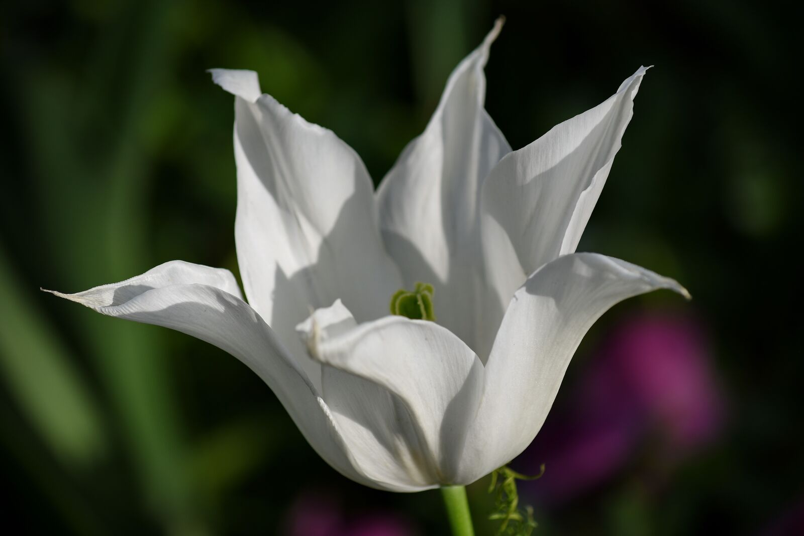 Nikon D5500 sample photo. Petals, tulip, white flower photography