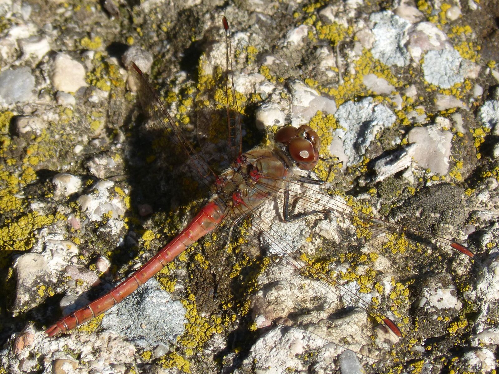 Panasonic DMC-FZ62 sample photo. Dragonfly, red dragonfly, rock photography