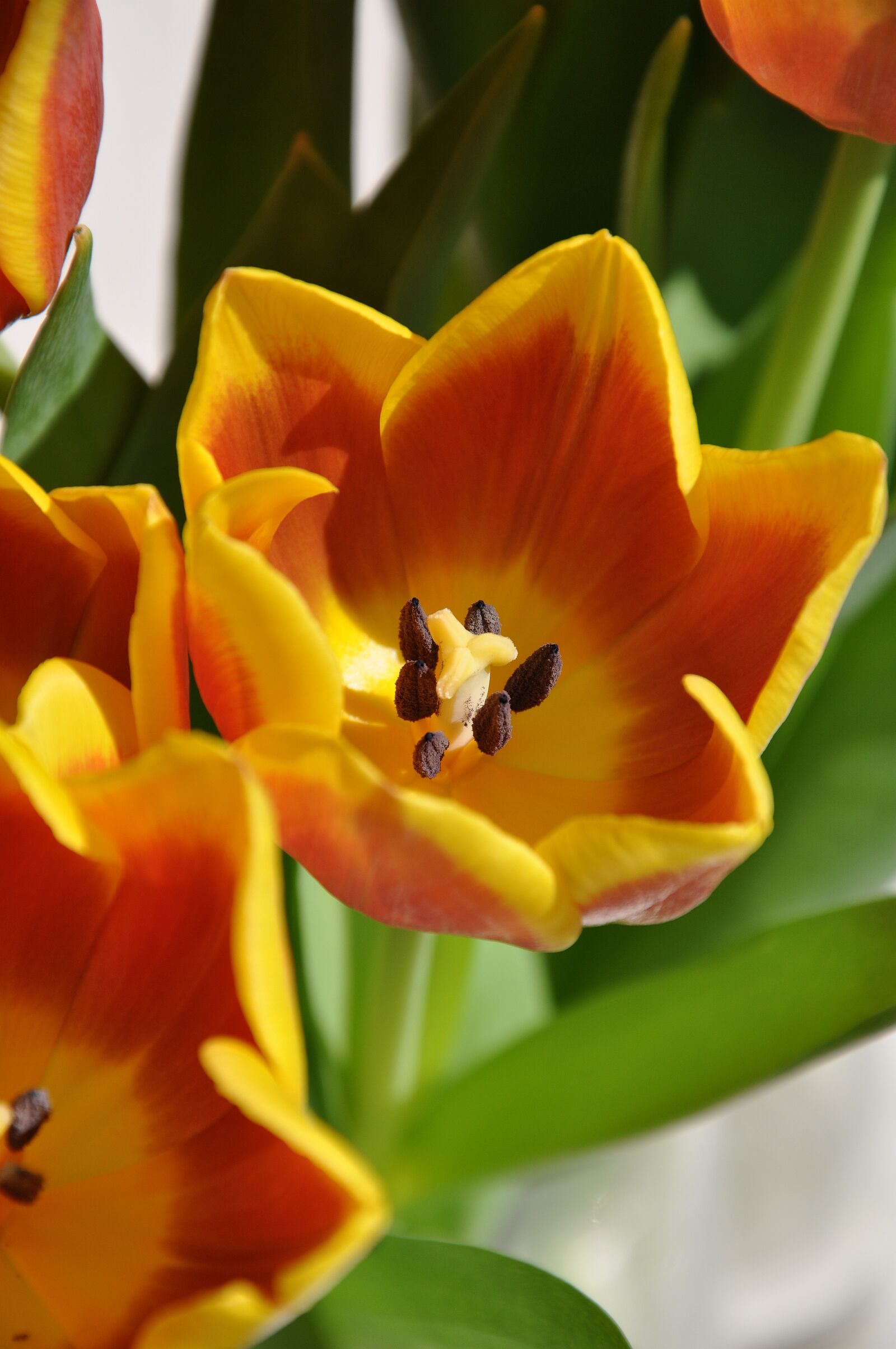 Nikon D5000 sample photo. Flower, yellow, macro photography