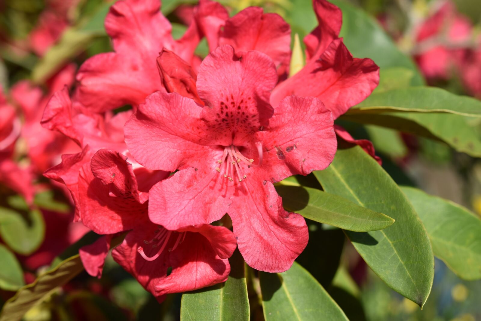 Nikon D5600 sample photo. Flower of rhododendron, rhododendron photography