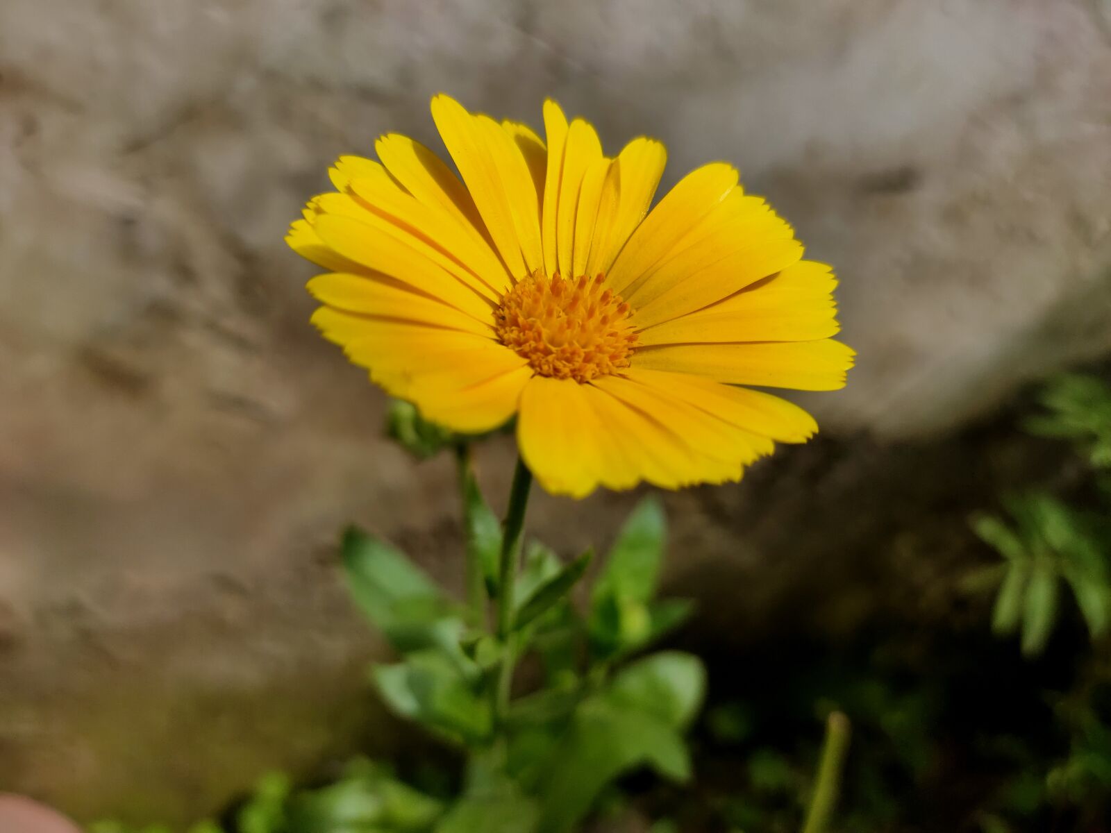 Realme 5 PRO sample photo. Yellow, flower, garden photography