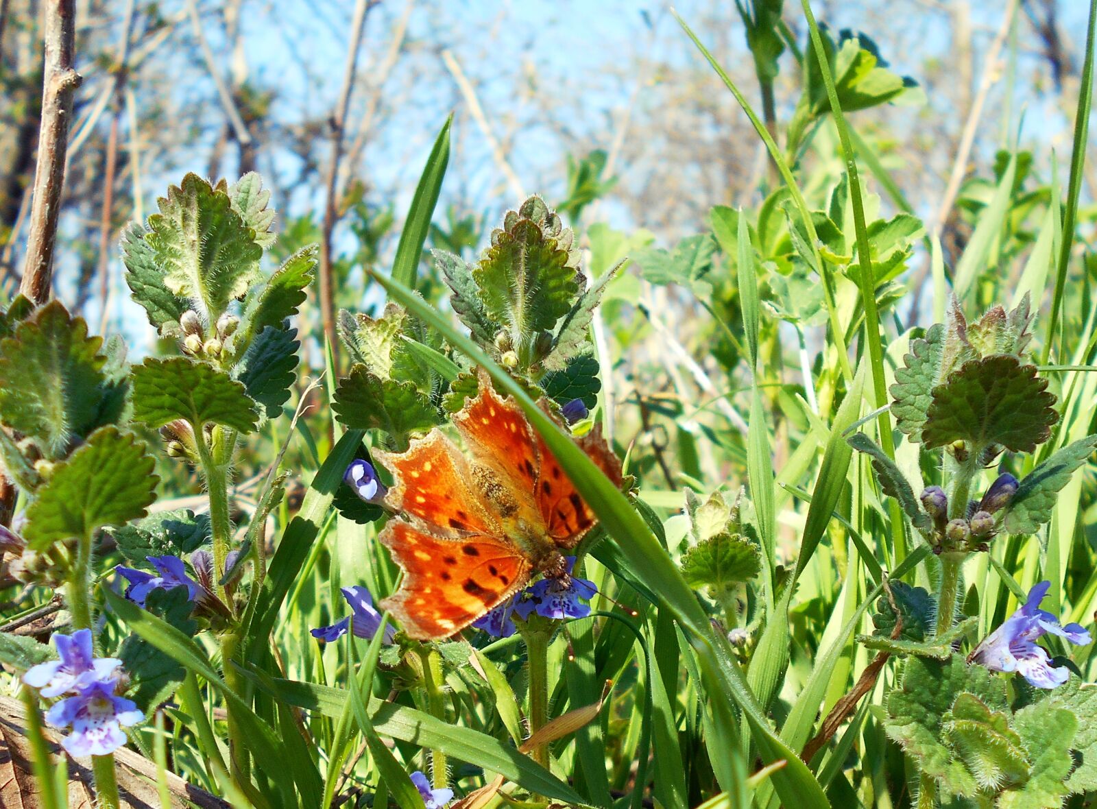 Nikon Coolpix L28 sample photo. Butterfly, orange, flowers photography