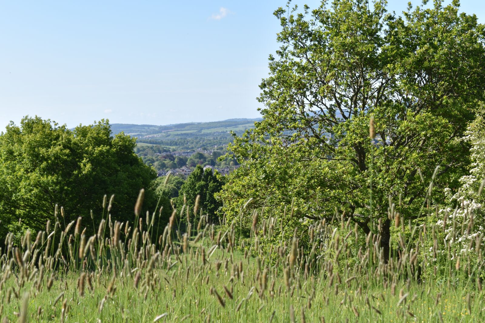Nikon D3500 sample photo. Grasses, grass, landscape photography