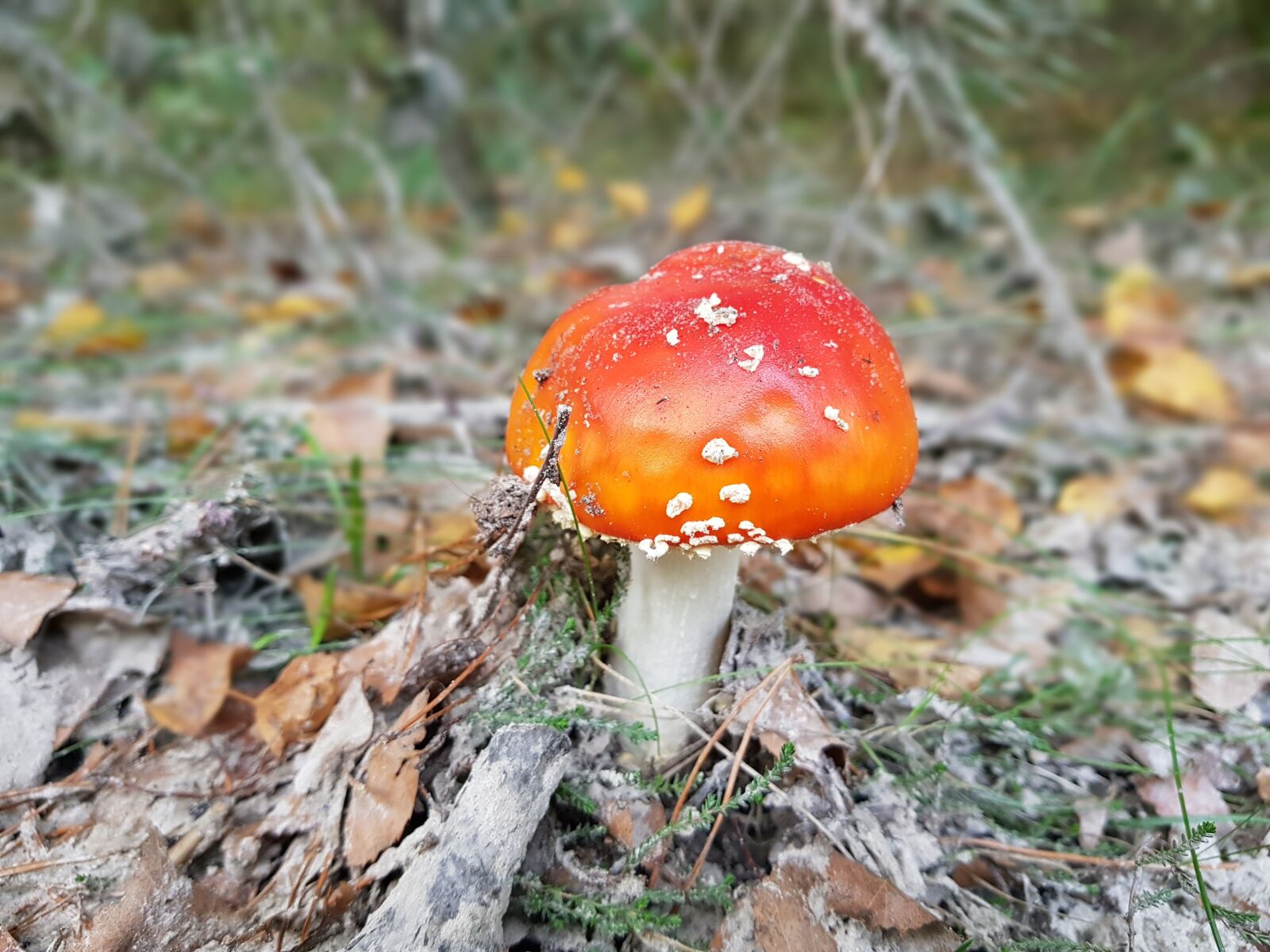 Samsung Galaxy S8+ sample photo. Fly agaric, nature, forest photography