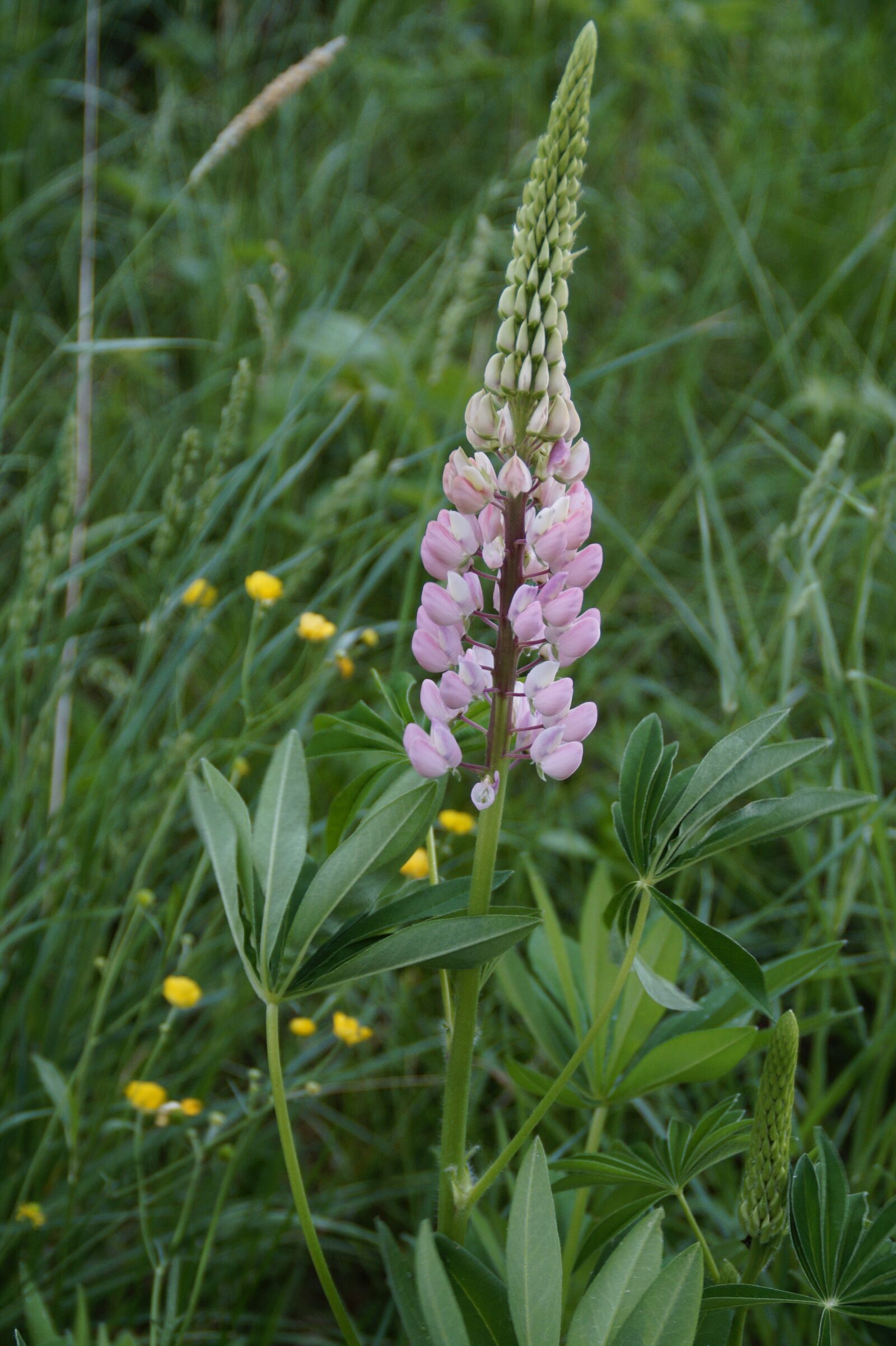 Sony SLT-A58 sample photo. Lupine, pink, blossom photography