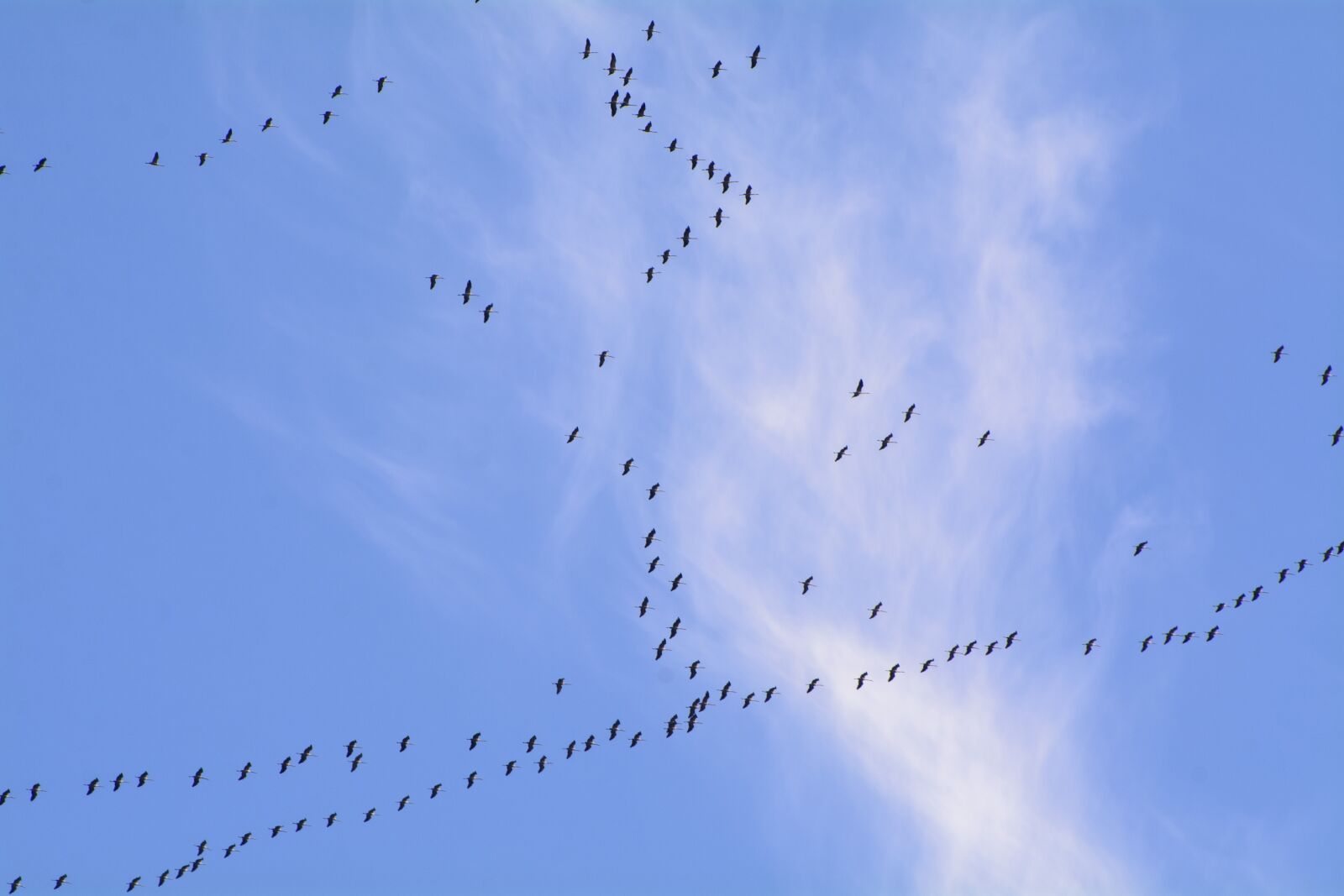 Nikon D7100 sample photo. Migratory birds, migratory bird photography