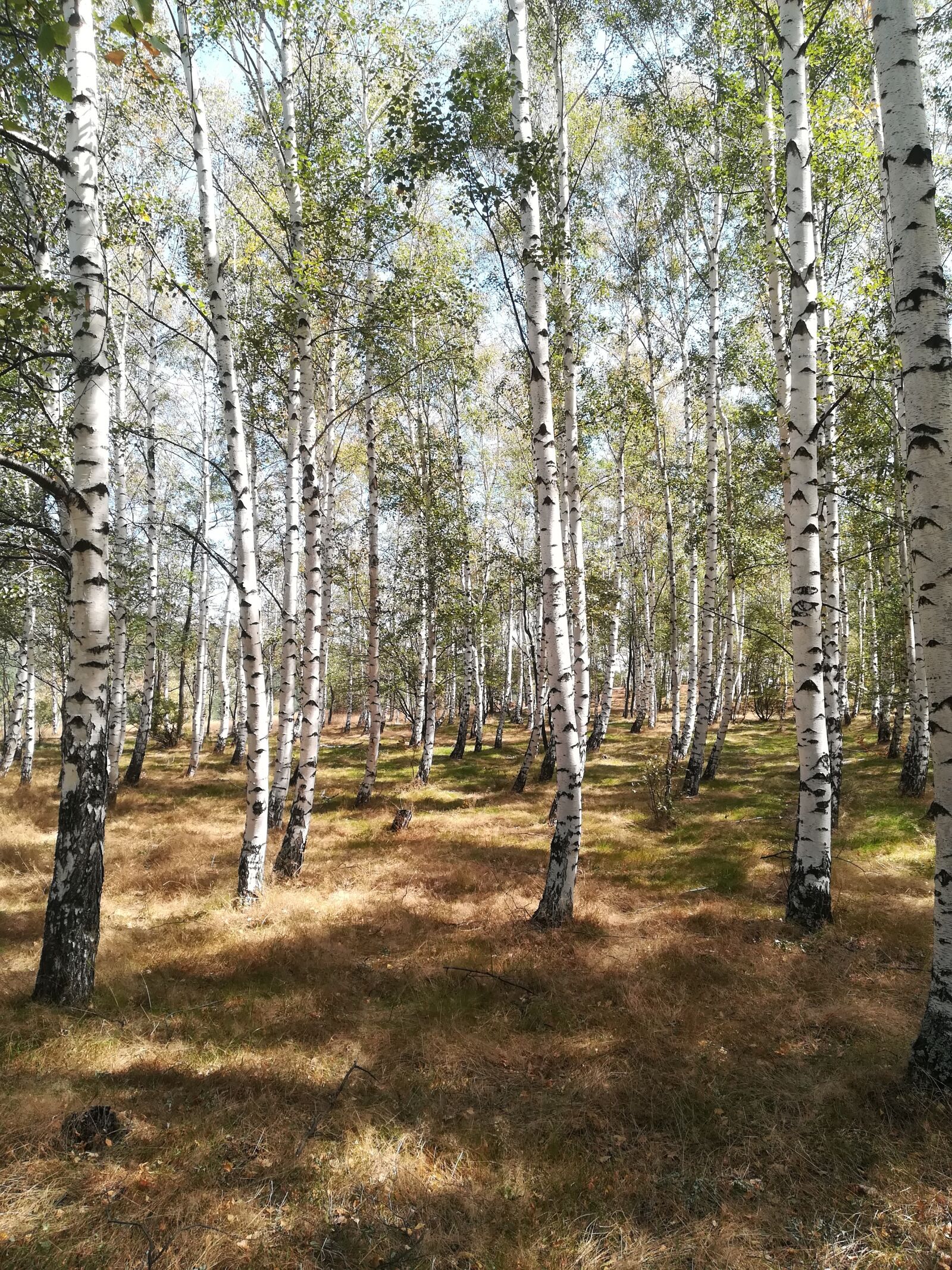 HUAWEI P10 lite sample photo. Brezi, forest, nature photography