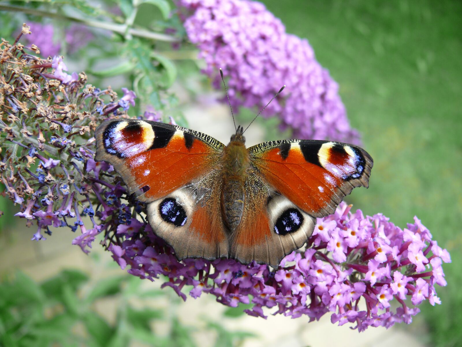 Panasonic DMC-FZ50 sample photo. Butterfly, peacock butterfly, summer photography