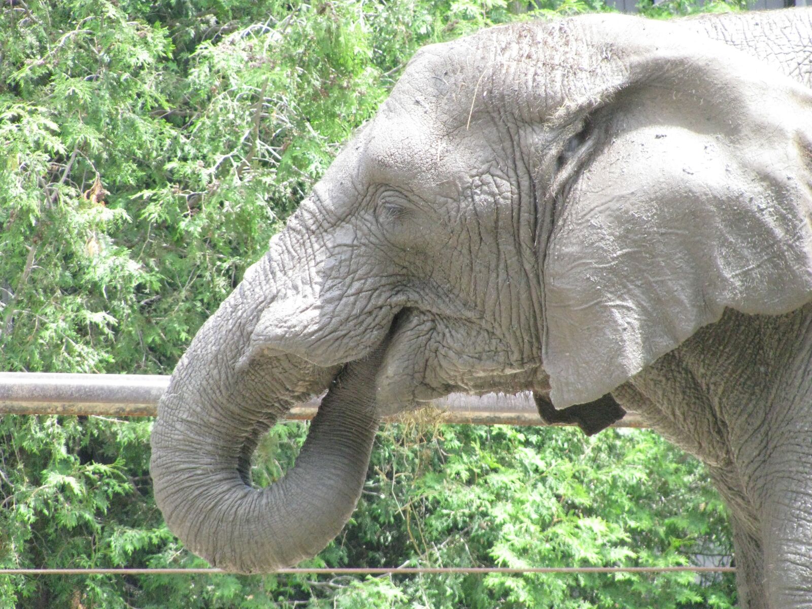 Canon POWERSHOT SX100 IS sample photo. Elephant, eating, zoo photography