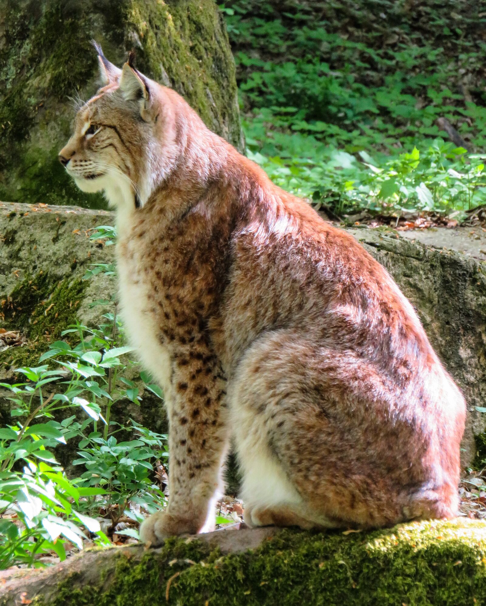 Canon PowerShot SX710 HS sample photo. Lynx, animal, cat photography
