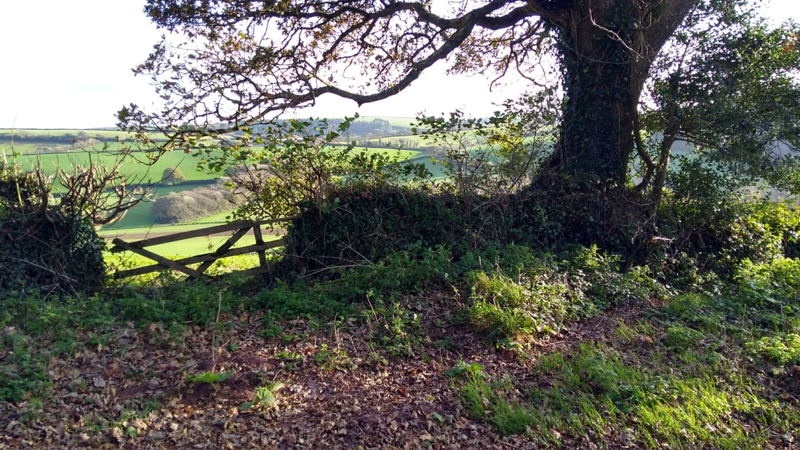 Motorola Moto G Play sample photo. South hams, scenic, countryside photography