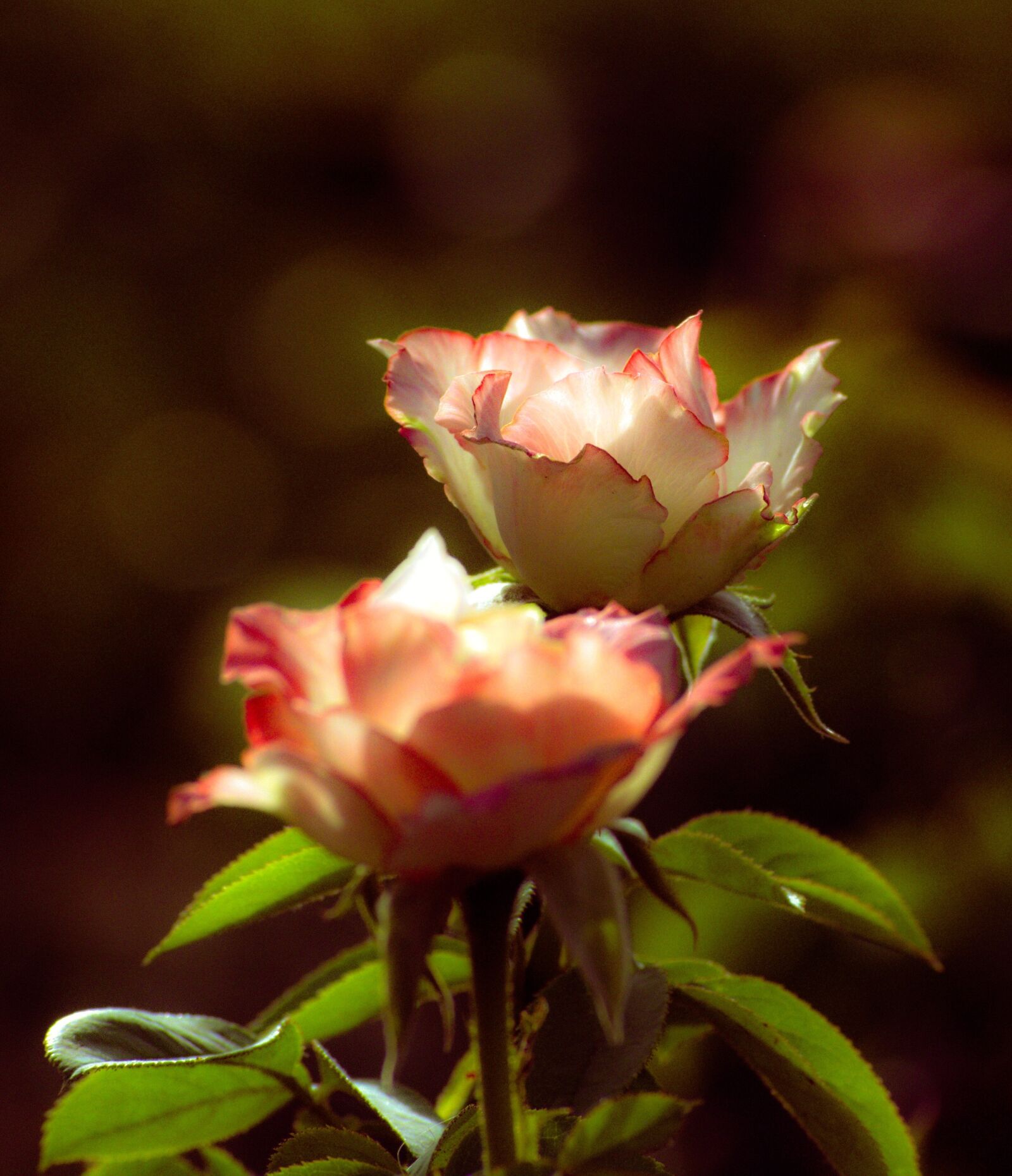 Nikon D5200 sample photo. Rose, petals, dreamy photography