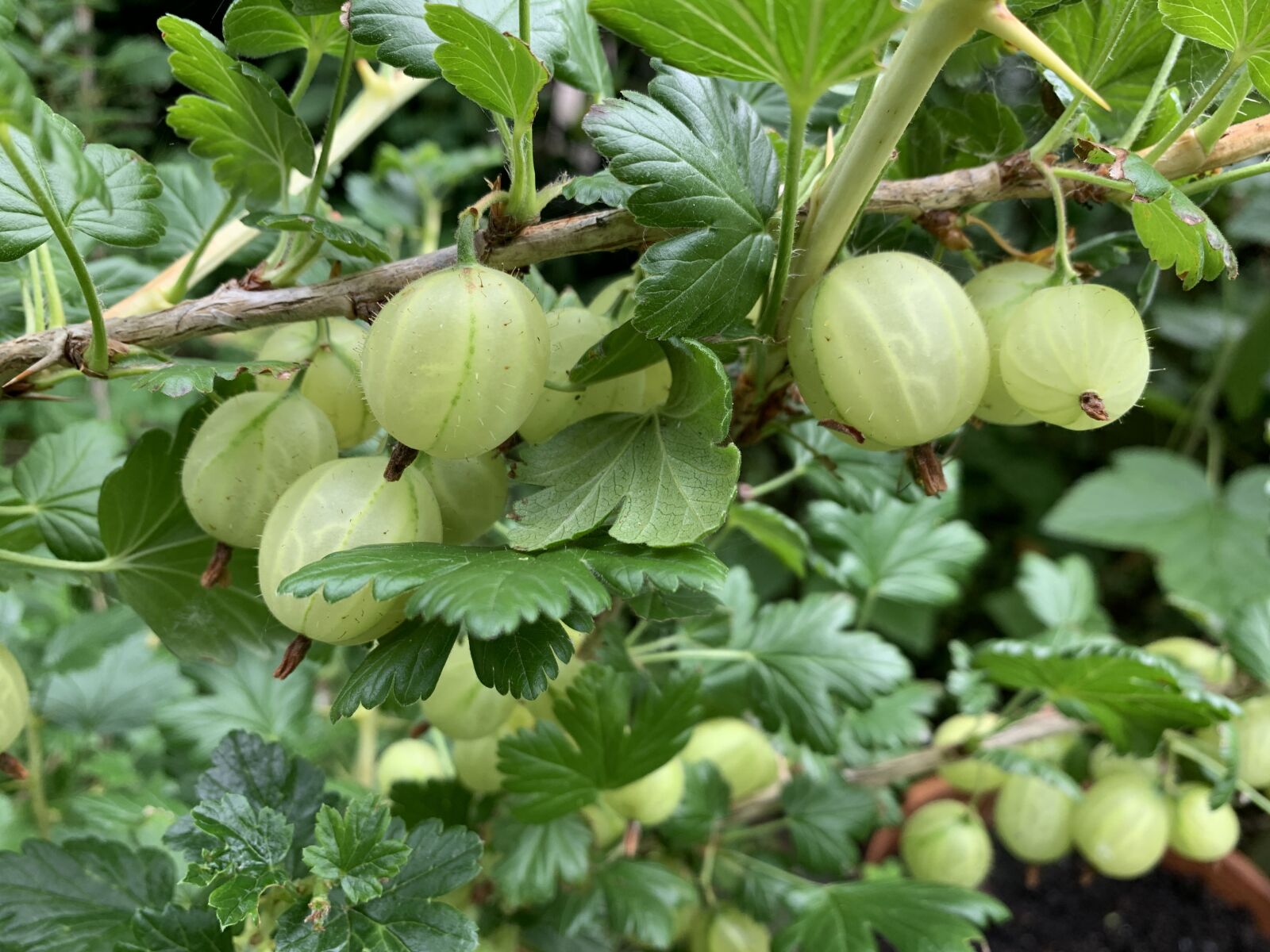 Apple iPhone XR sample photo. Berry, gooseberry, delicious photography