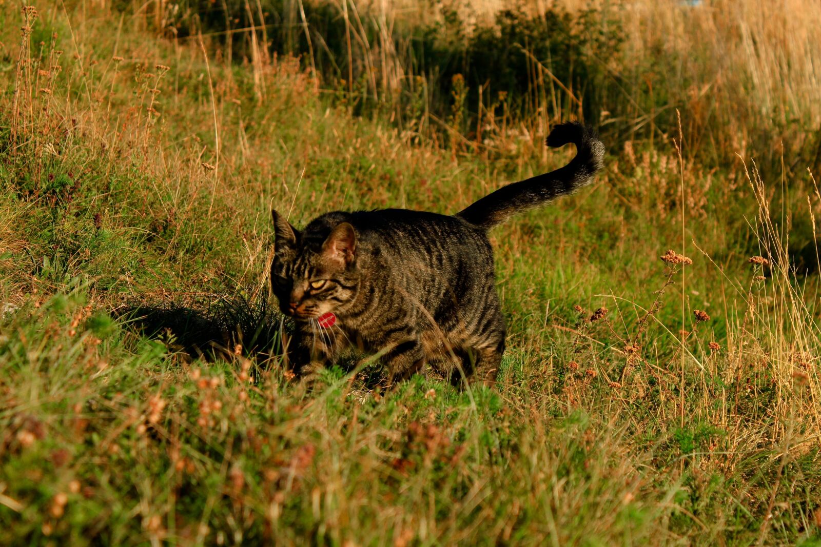 Canon EOS 500D (EOS Rebel T1i / EOS Kiss X3) sample photo. Cat, hunting, feline photography