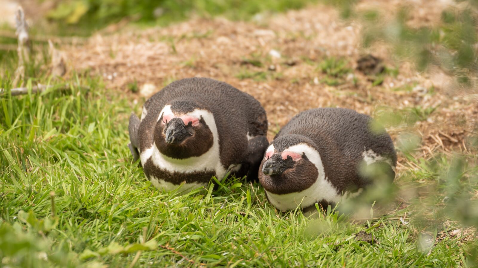 Nikon D750 sample photo. Penguin, penguin couple, donkey photography