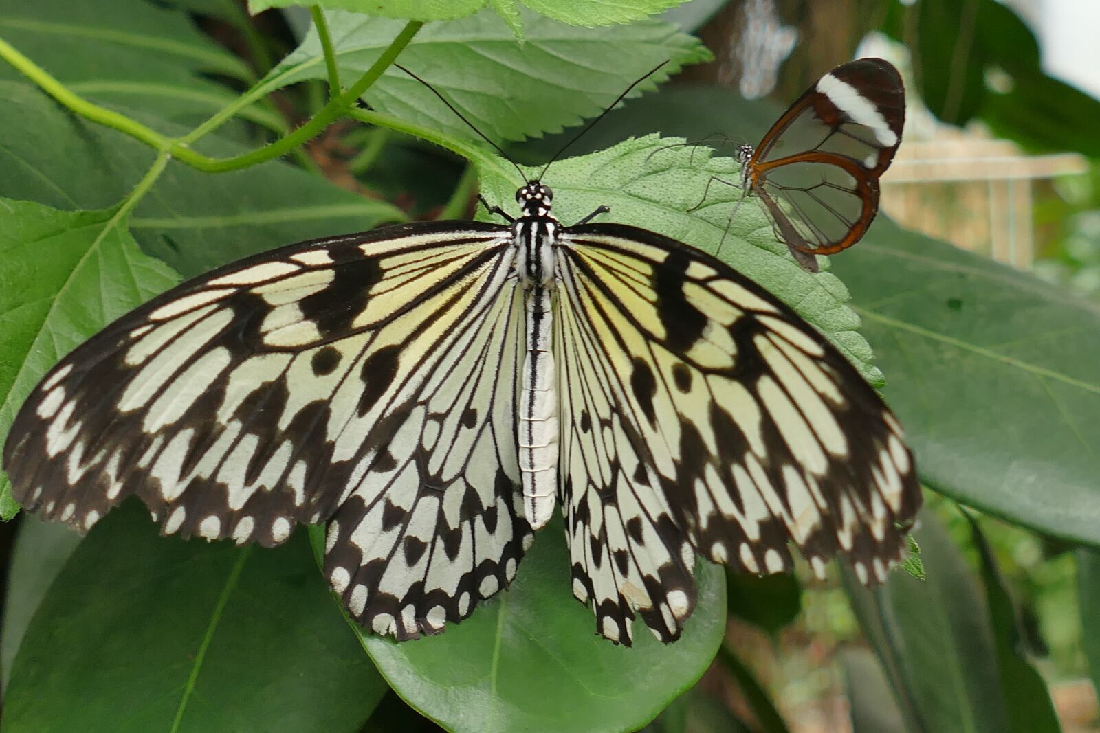 Panasonic Lumix DMC-FZ1000 sample photo. Butterfly, two, insect photography
