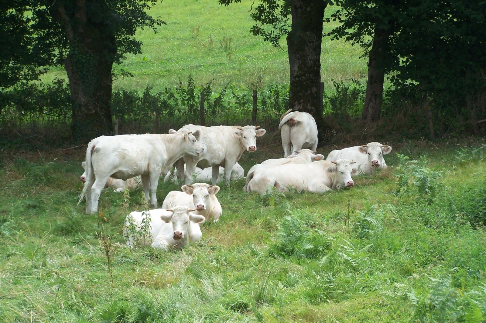 Kodak Z740 ZOOM DIGITAL CAMERA sample photo. Cows, field, herd photography