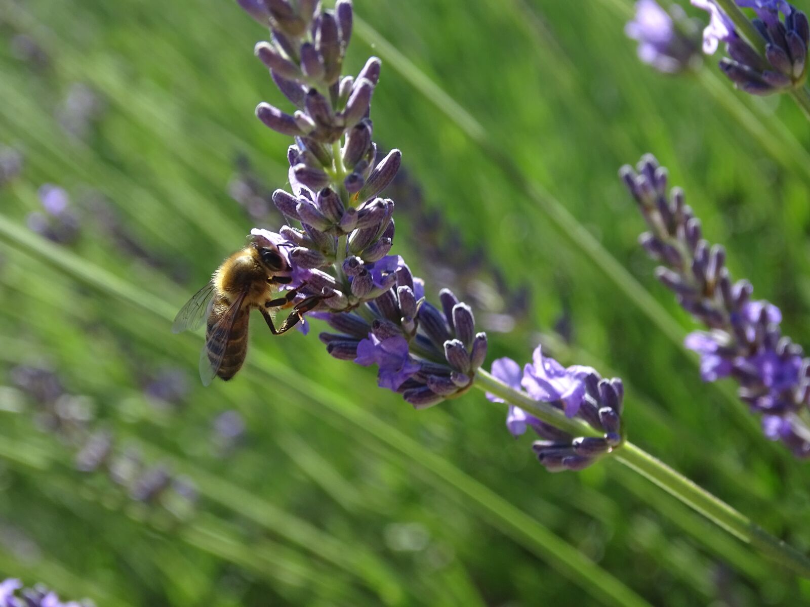 Sony Cyber-shot DSC-HX400V sample photo. Bee, honey, insect photography