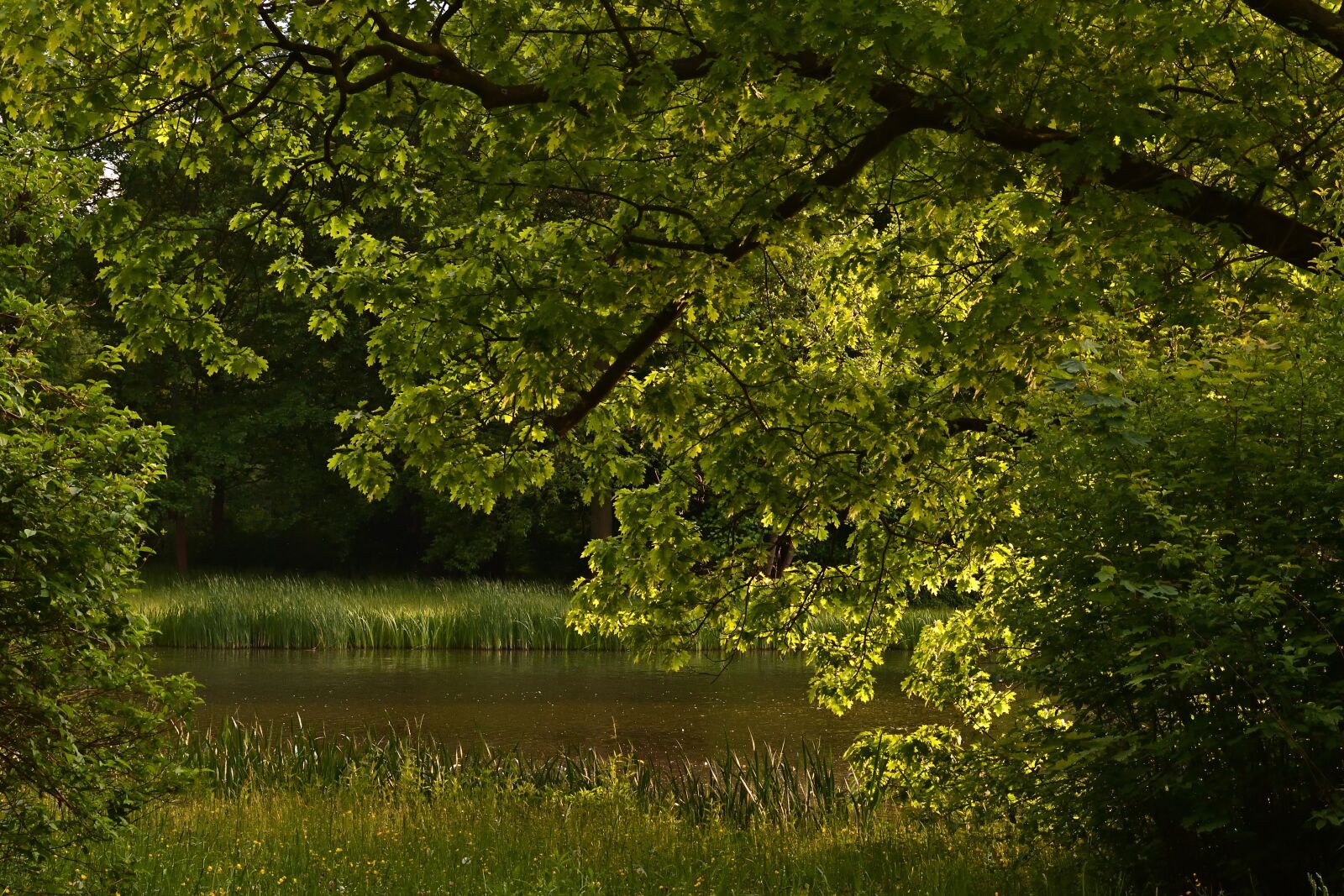 Nikon D5600 sample photo. Sunset, trees, green photography