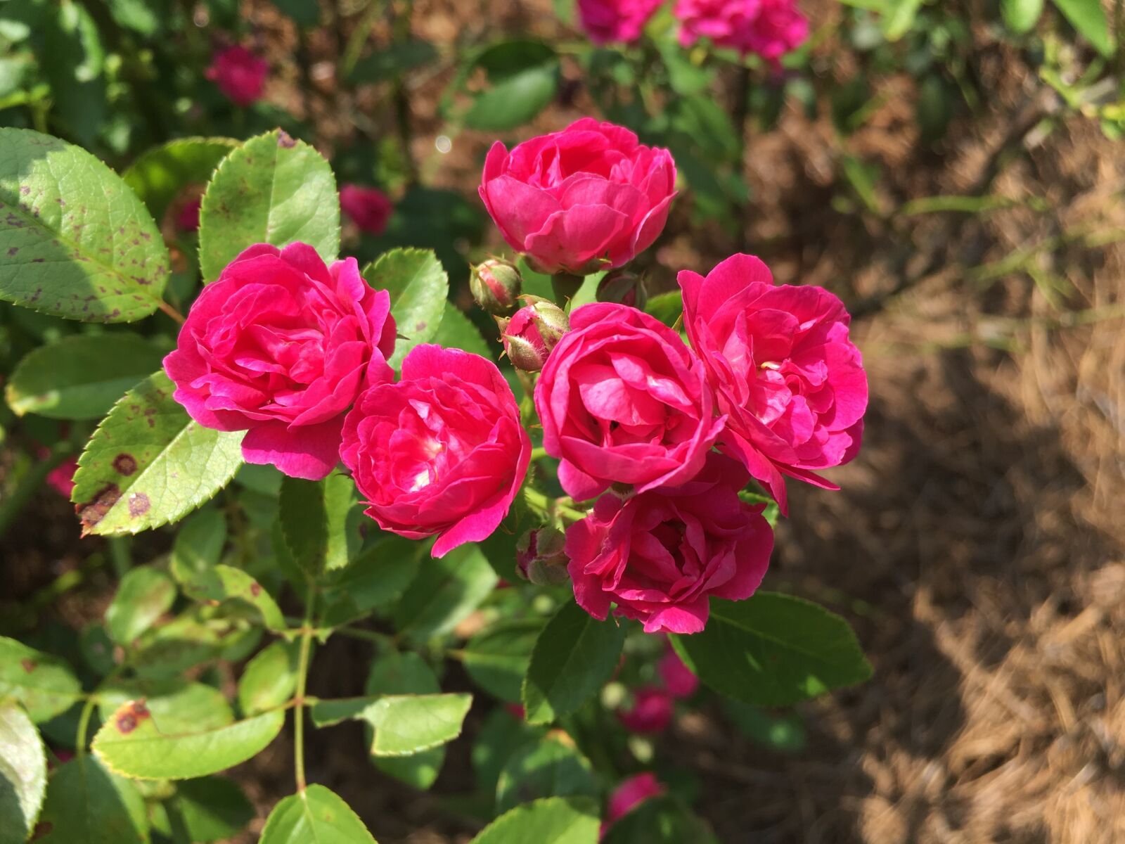 Apple iPhone 6s sample photo. Flower, rose, miniature rose photography