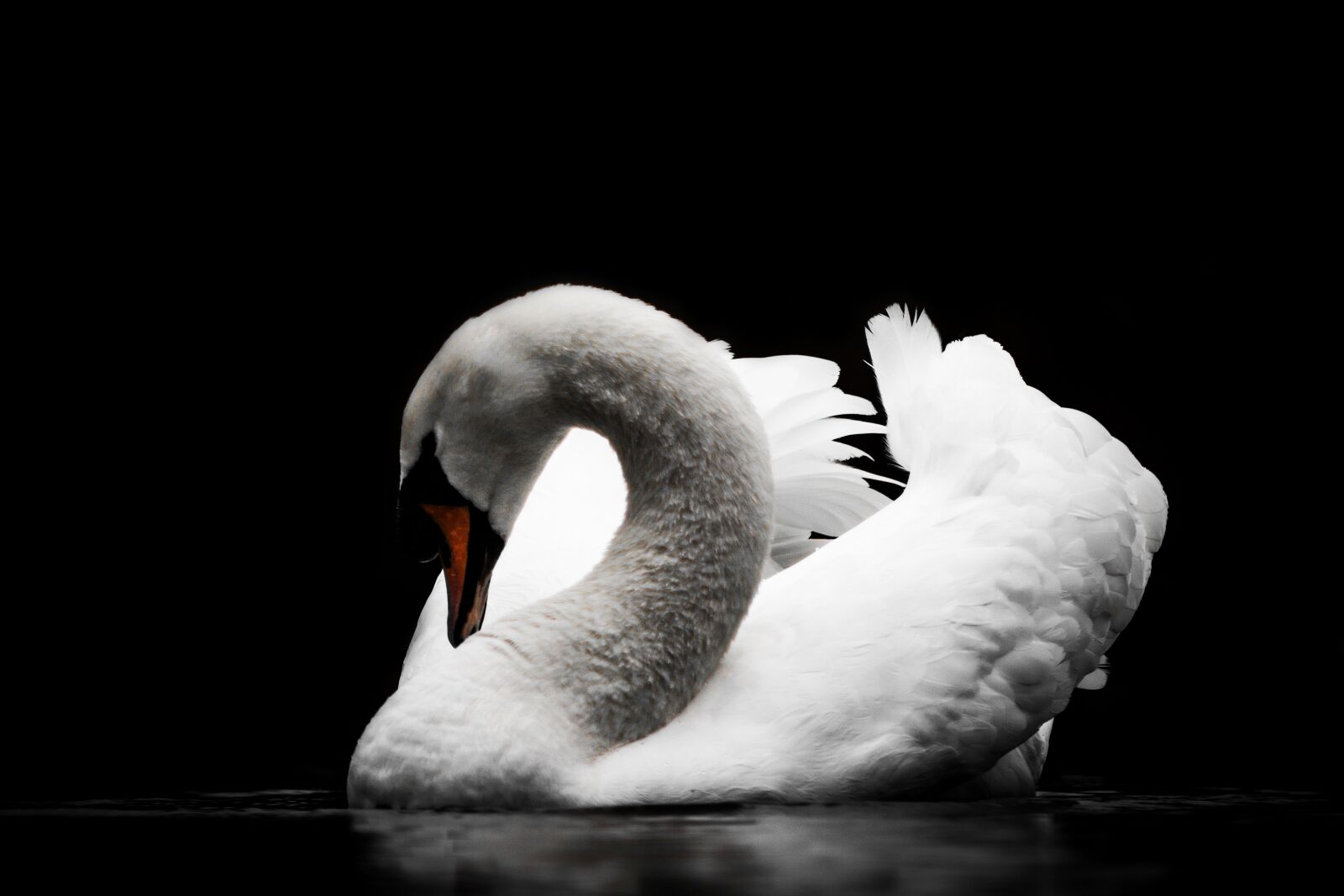 Canon EF75-300mm f/4-5.6 sample photo. Bird, swan, nature photography